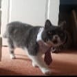 Alfie