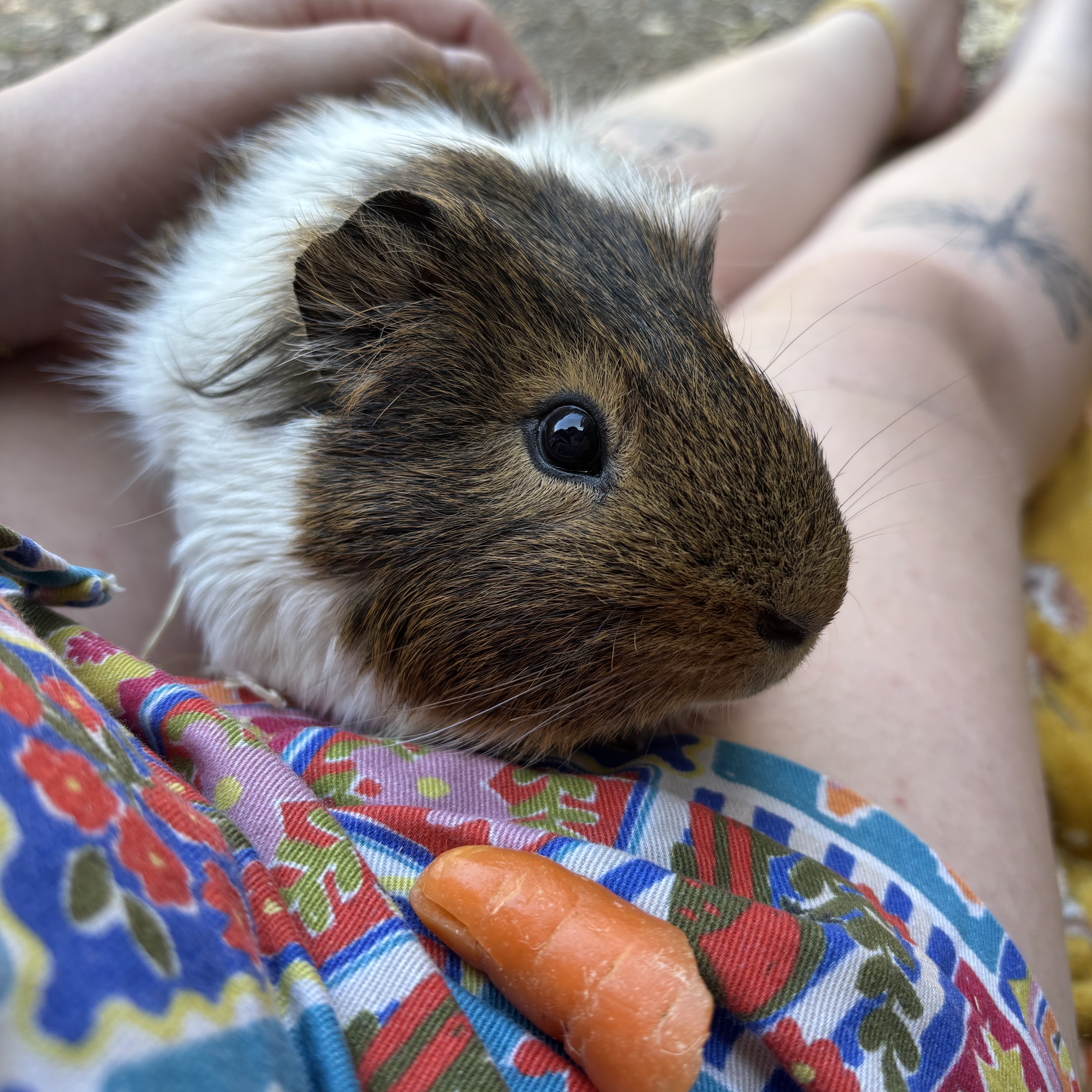 Squeak 