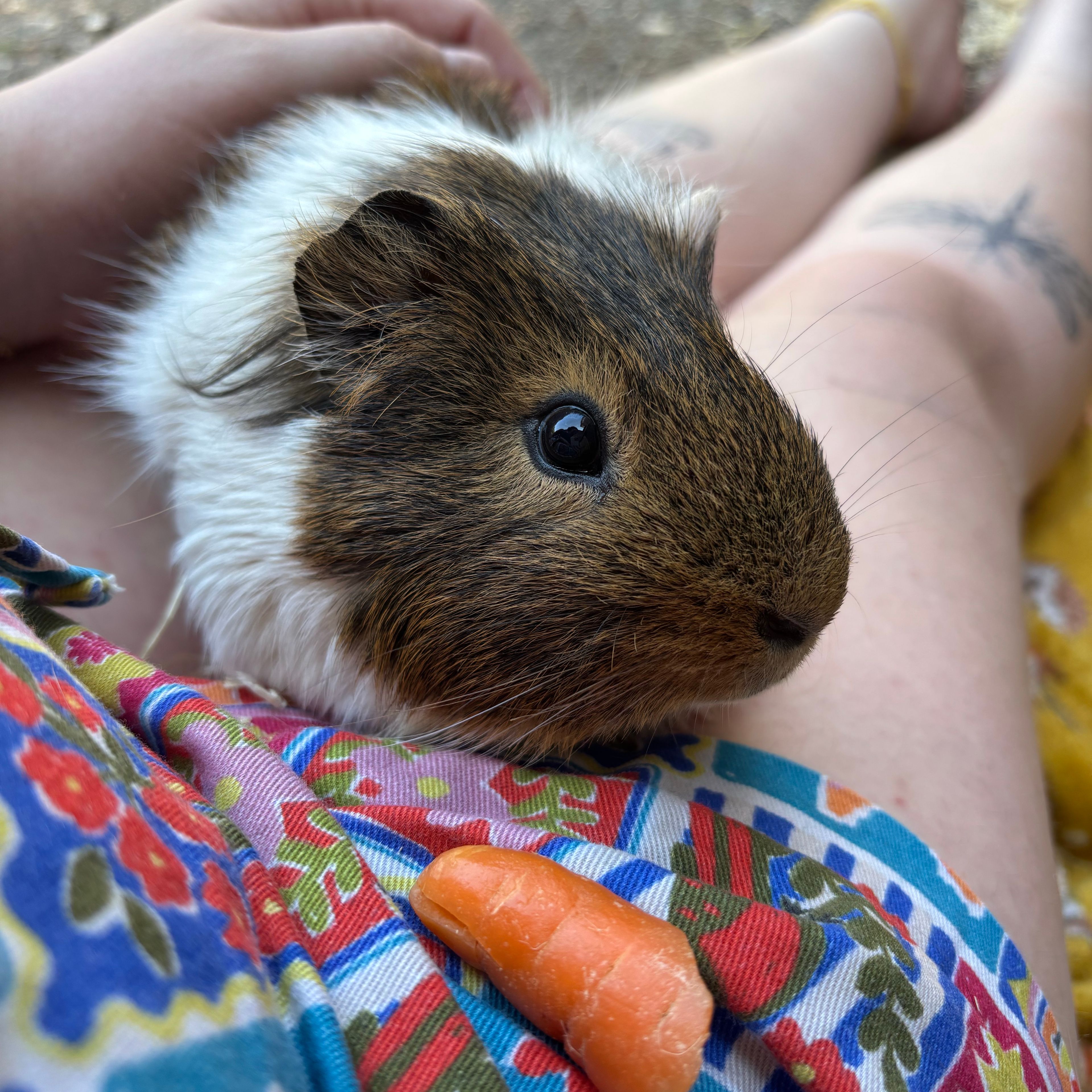 Squeak