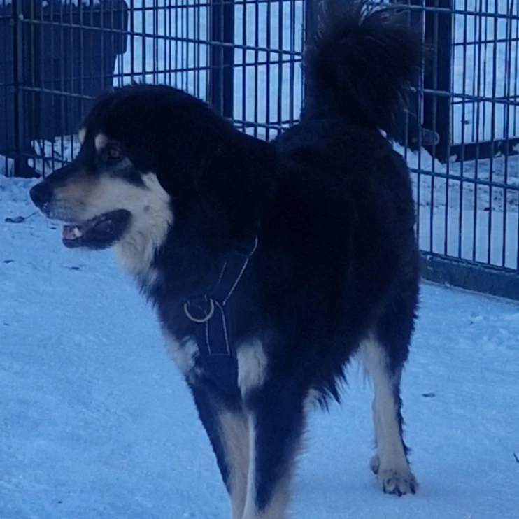 Rollo