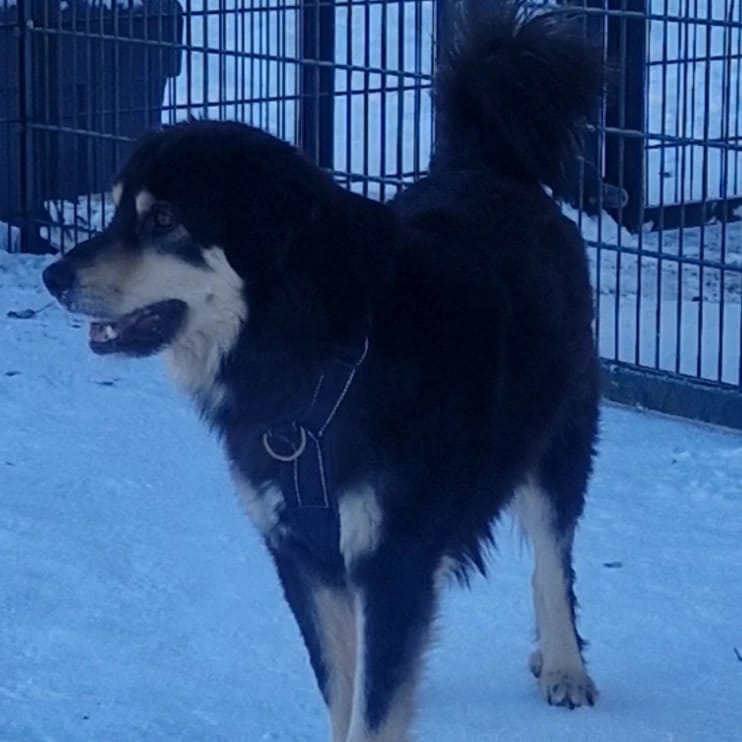 Rollo