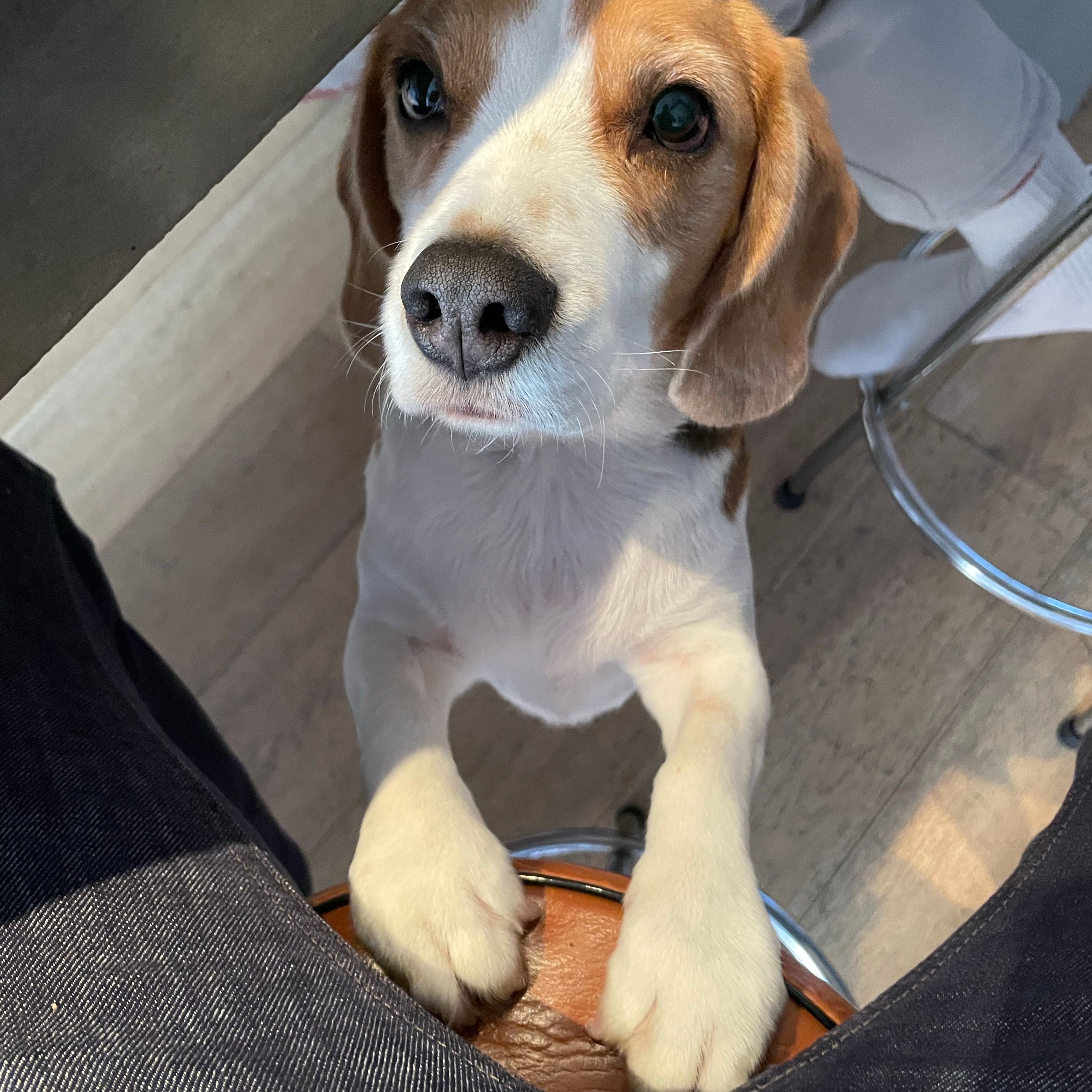 Milo