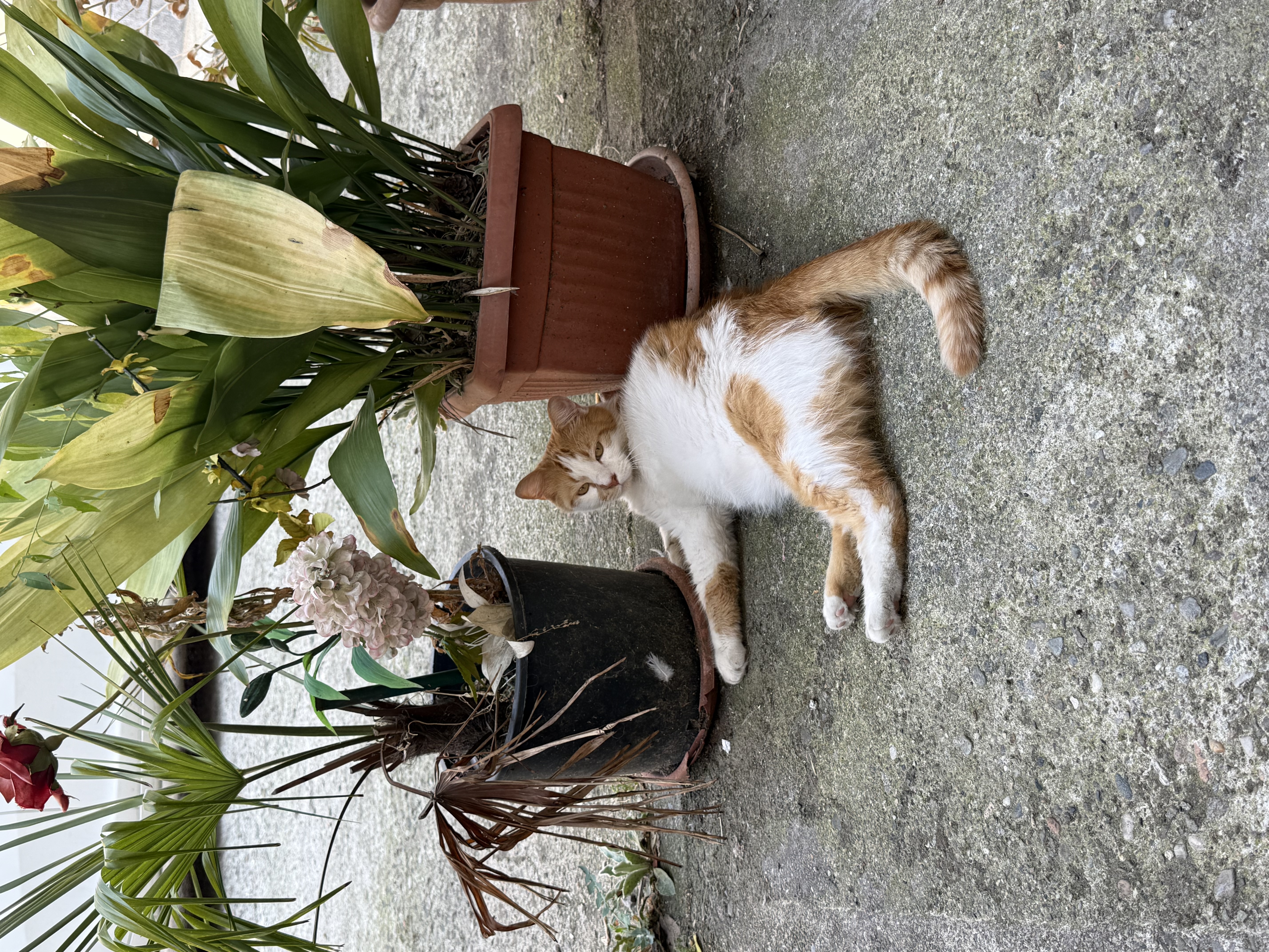 image-12