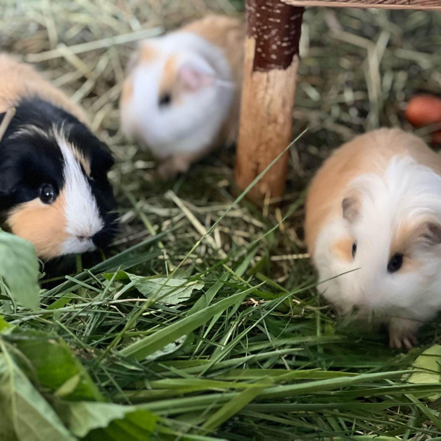 Happy, Teddy, Lilly