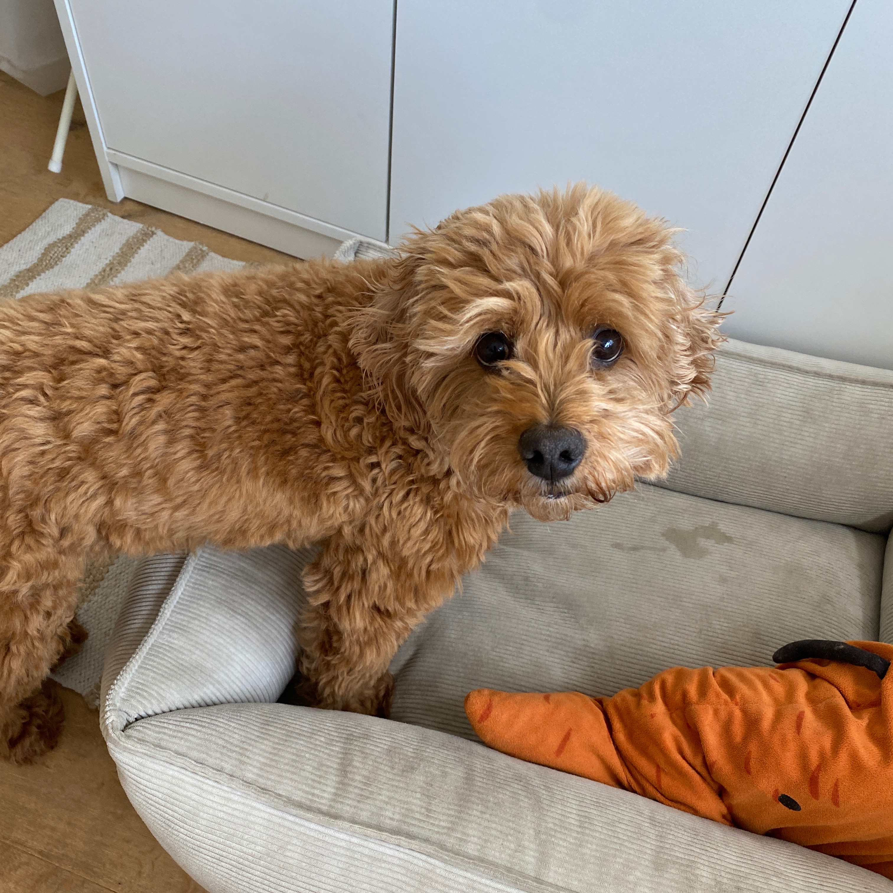 Teddy