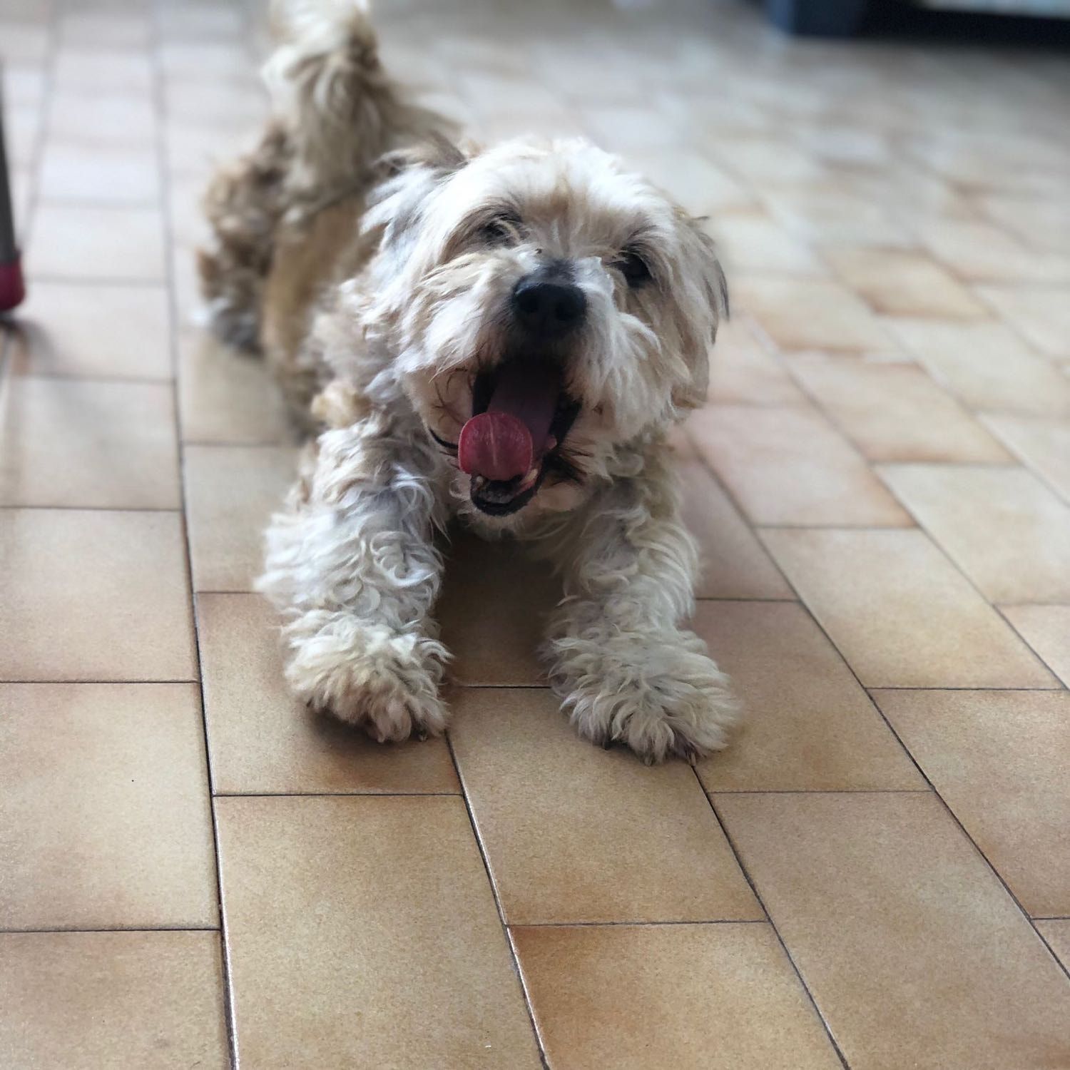 Willy