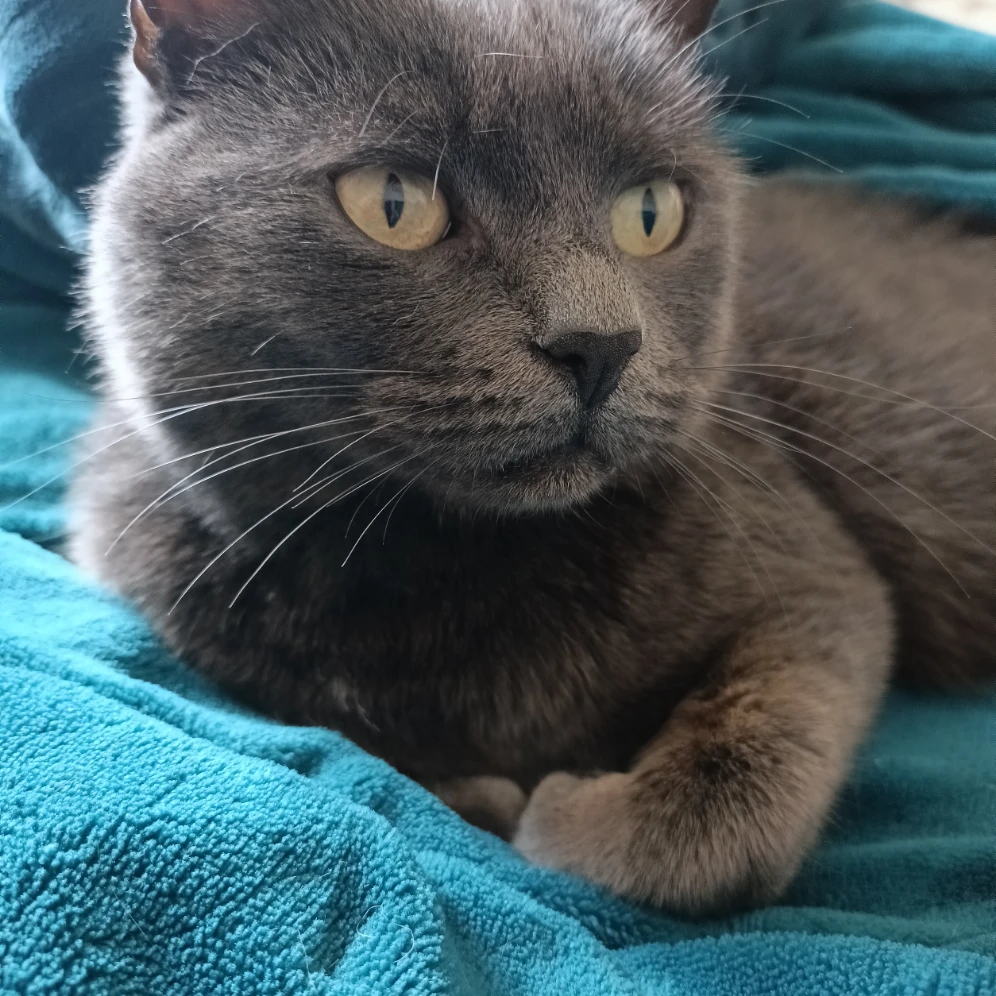 koda