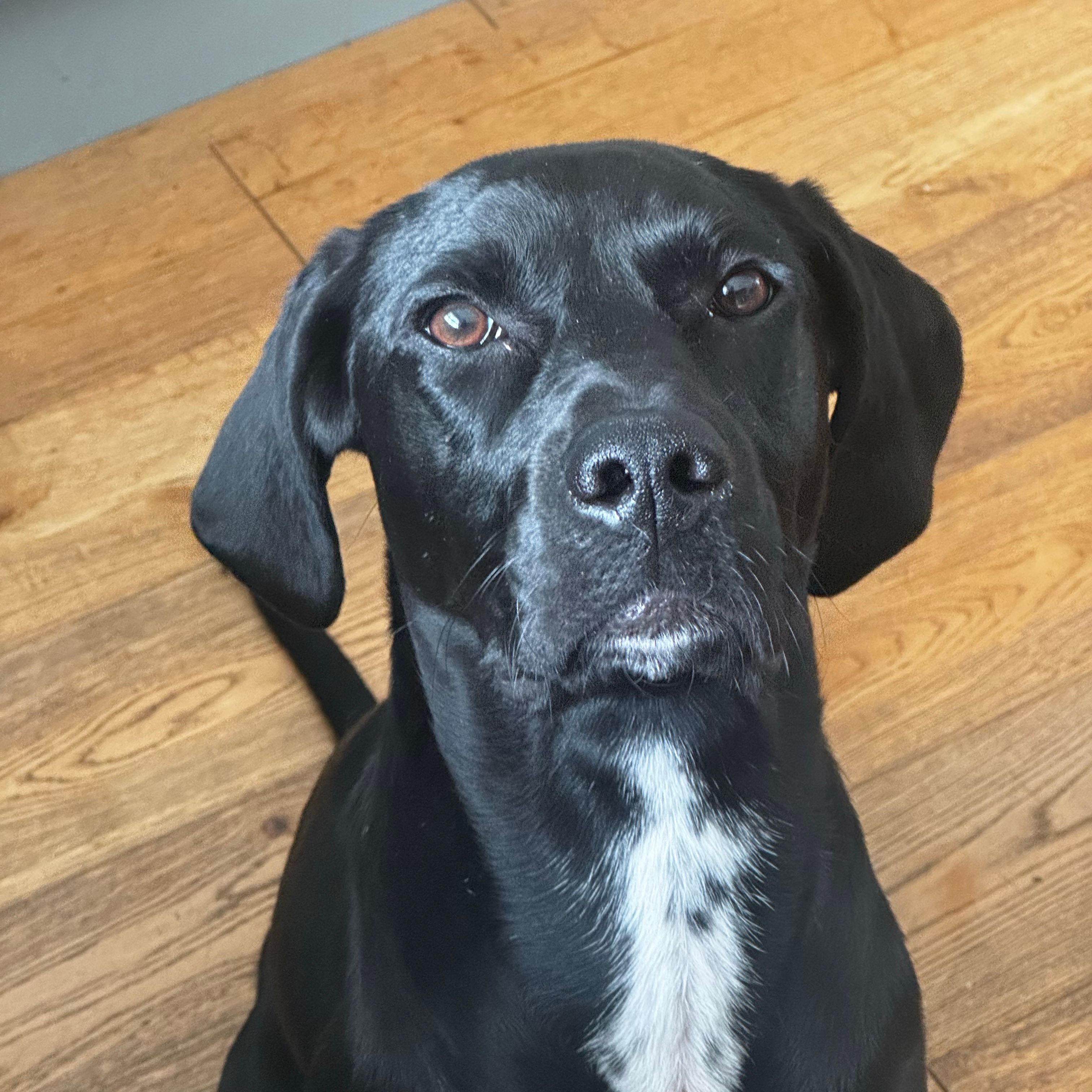Púca