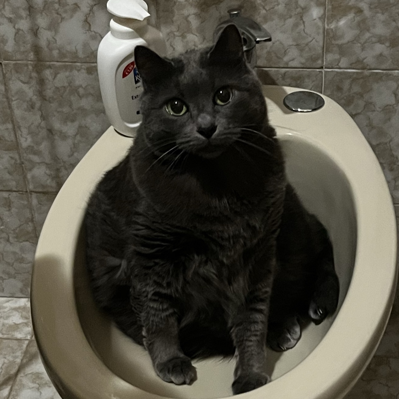 Perla