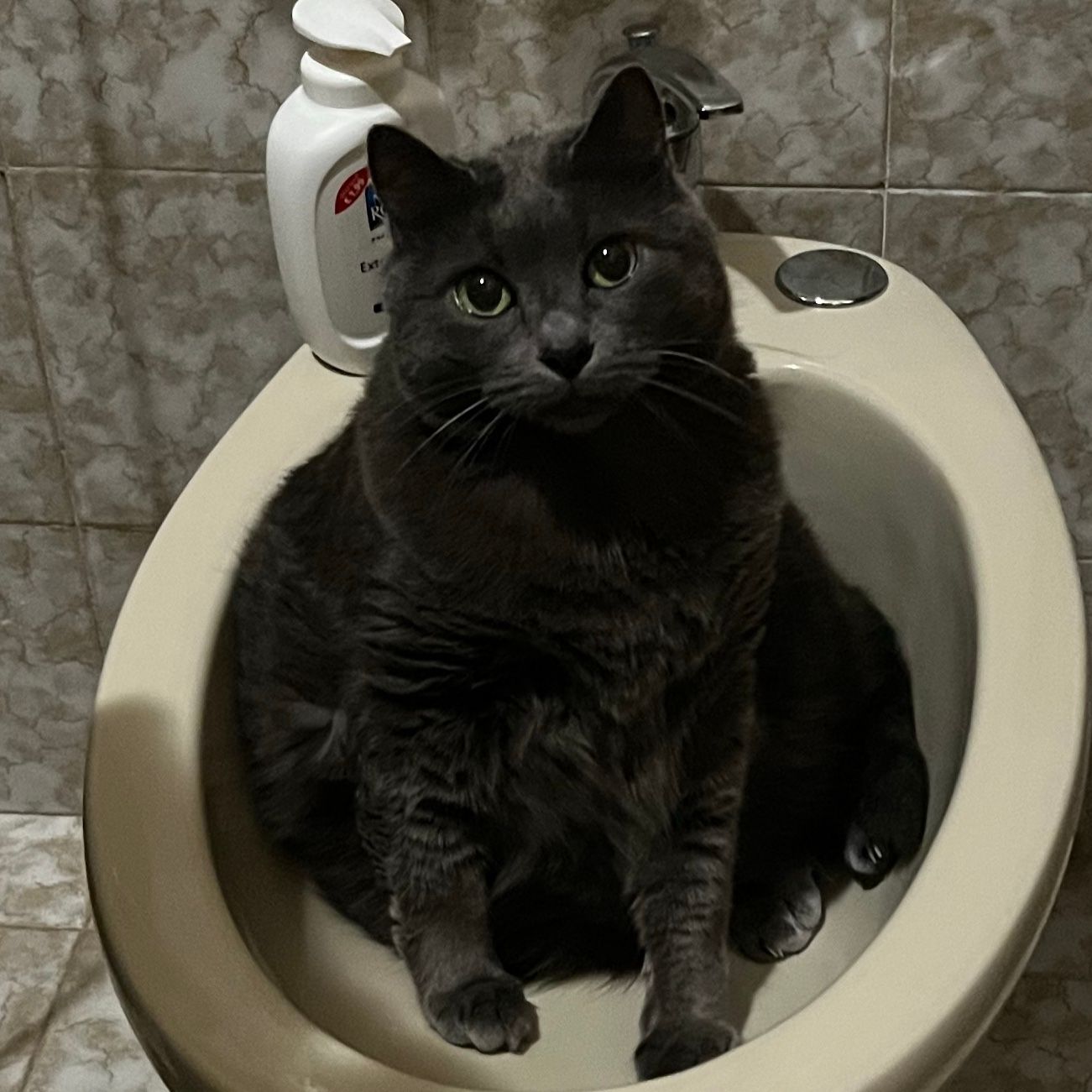 Perla
