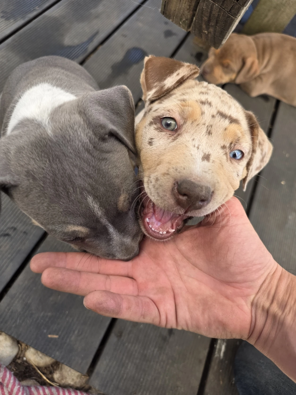 image-4