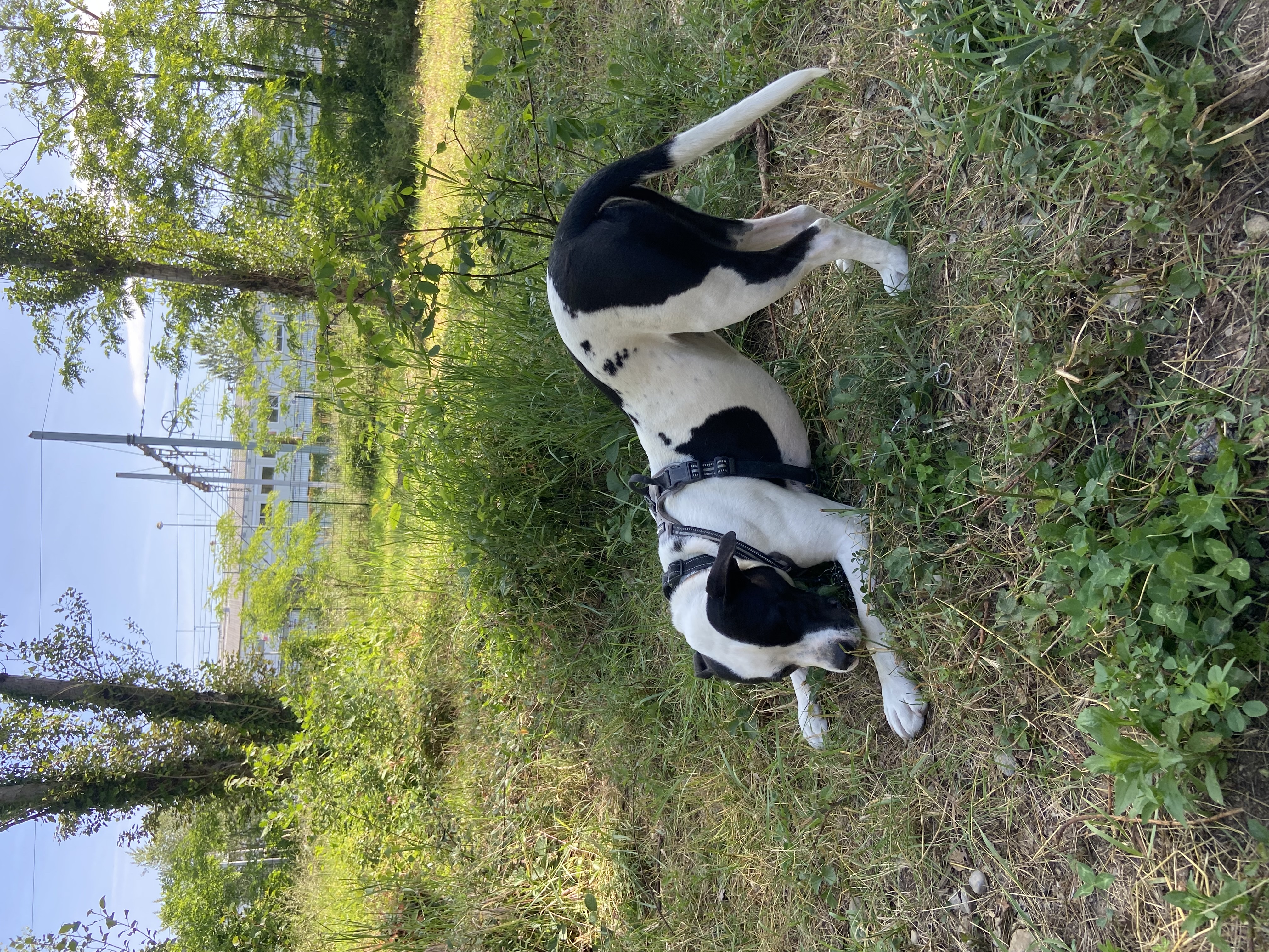 image-17