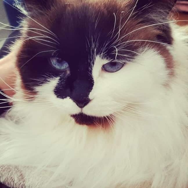 Fluffy