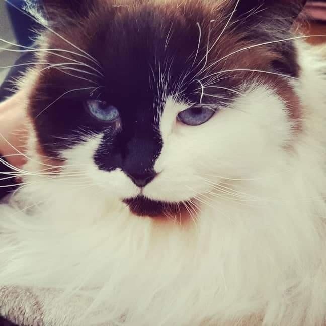 Fluffy