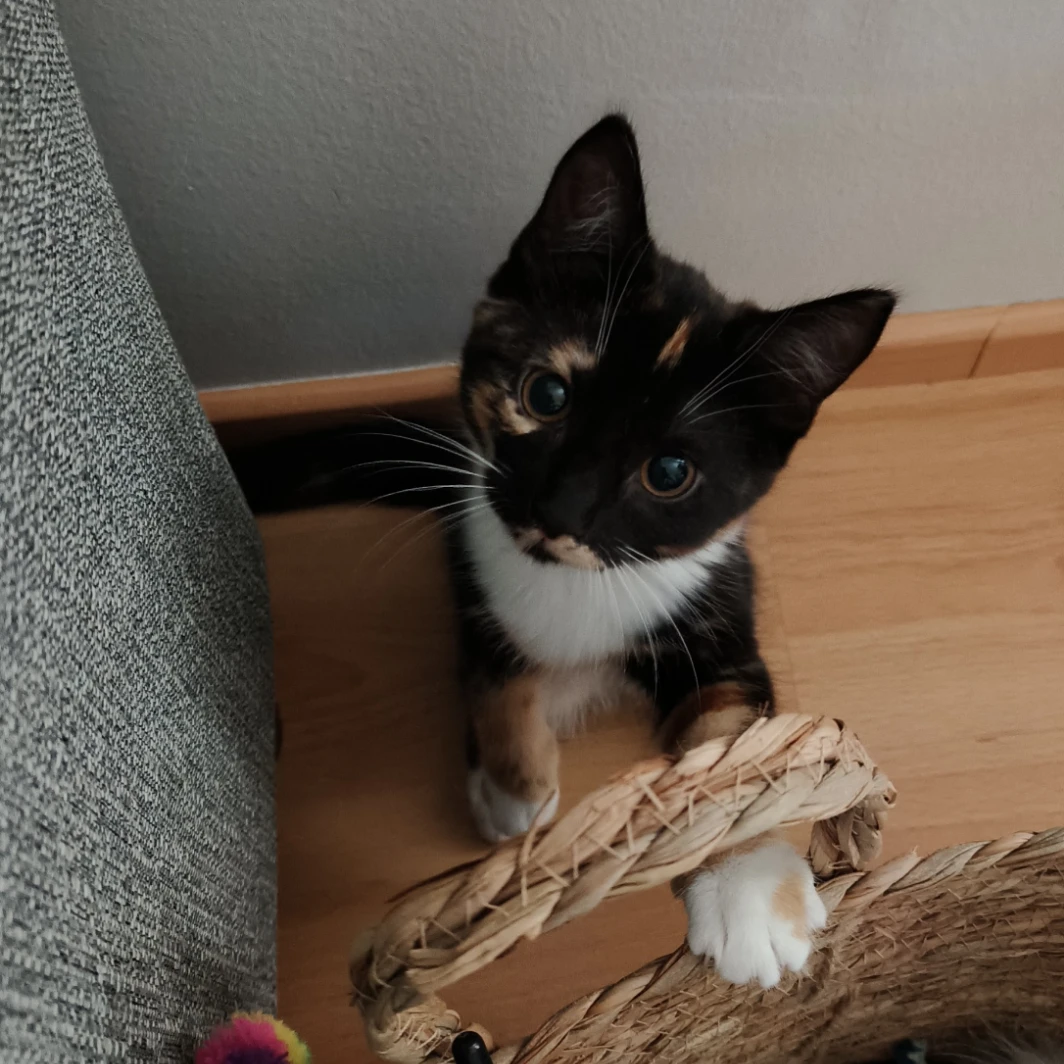 Bella