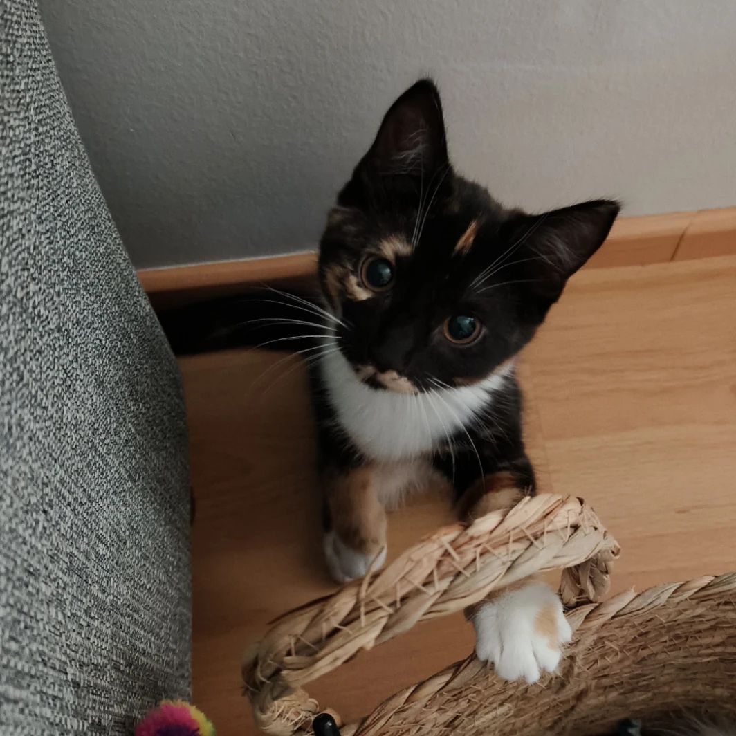 Bella