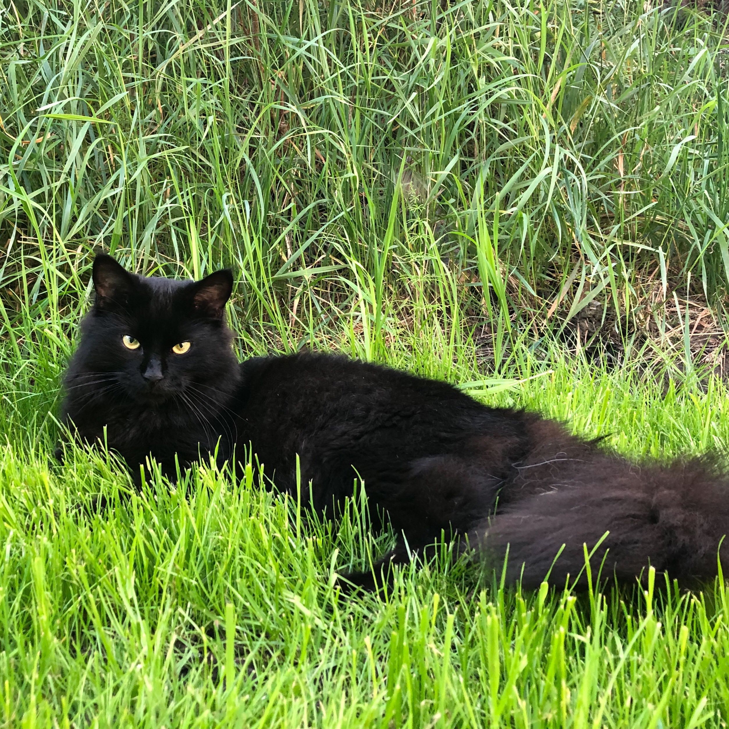 Edgar
