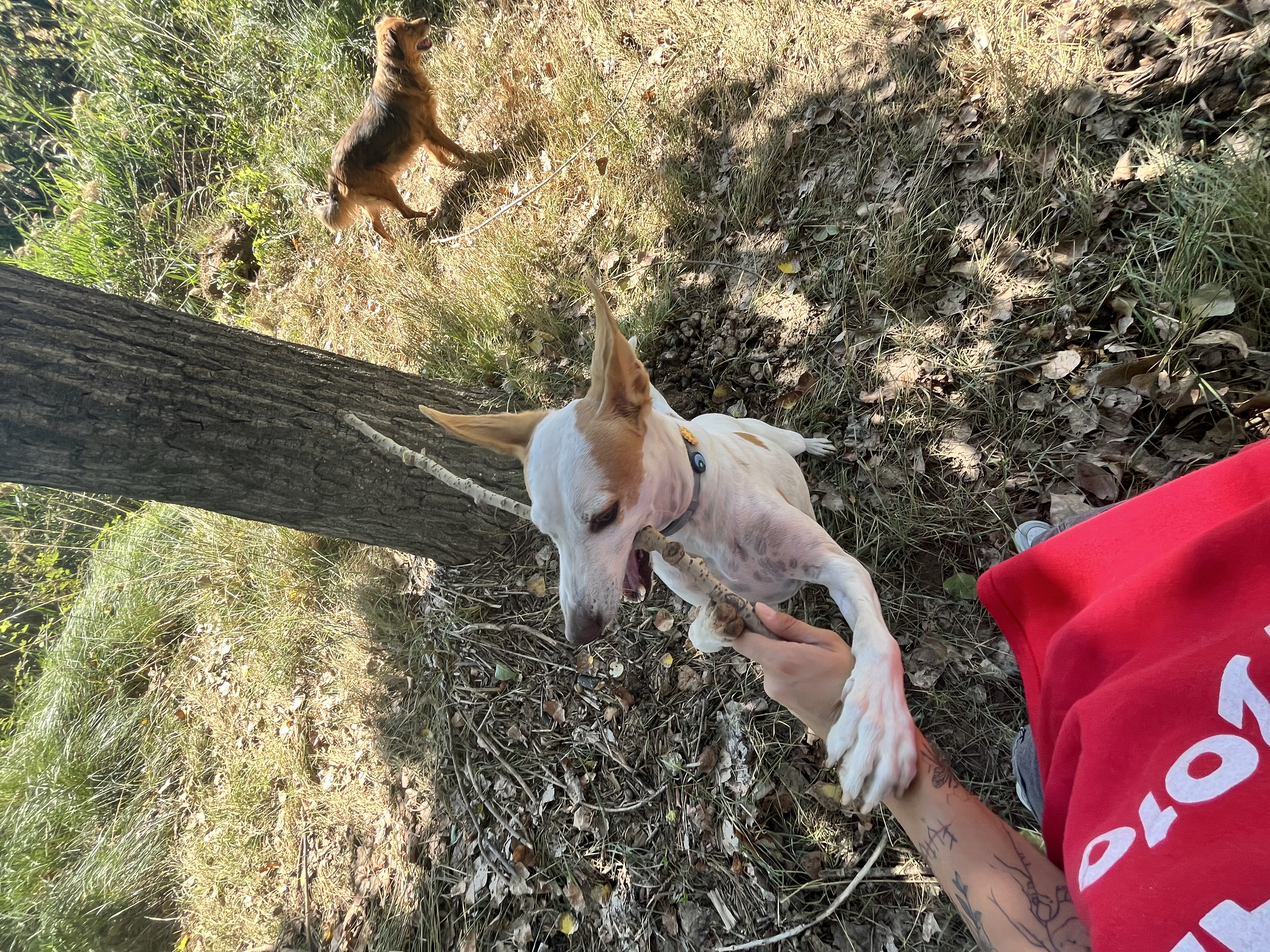 image-1
