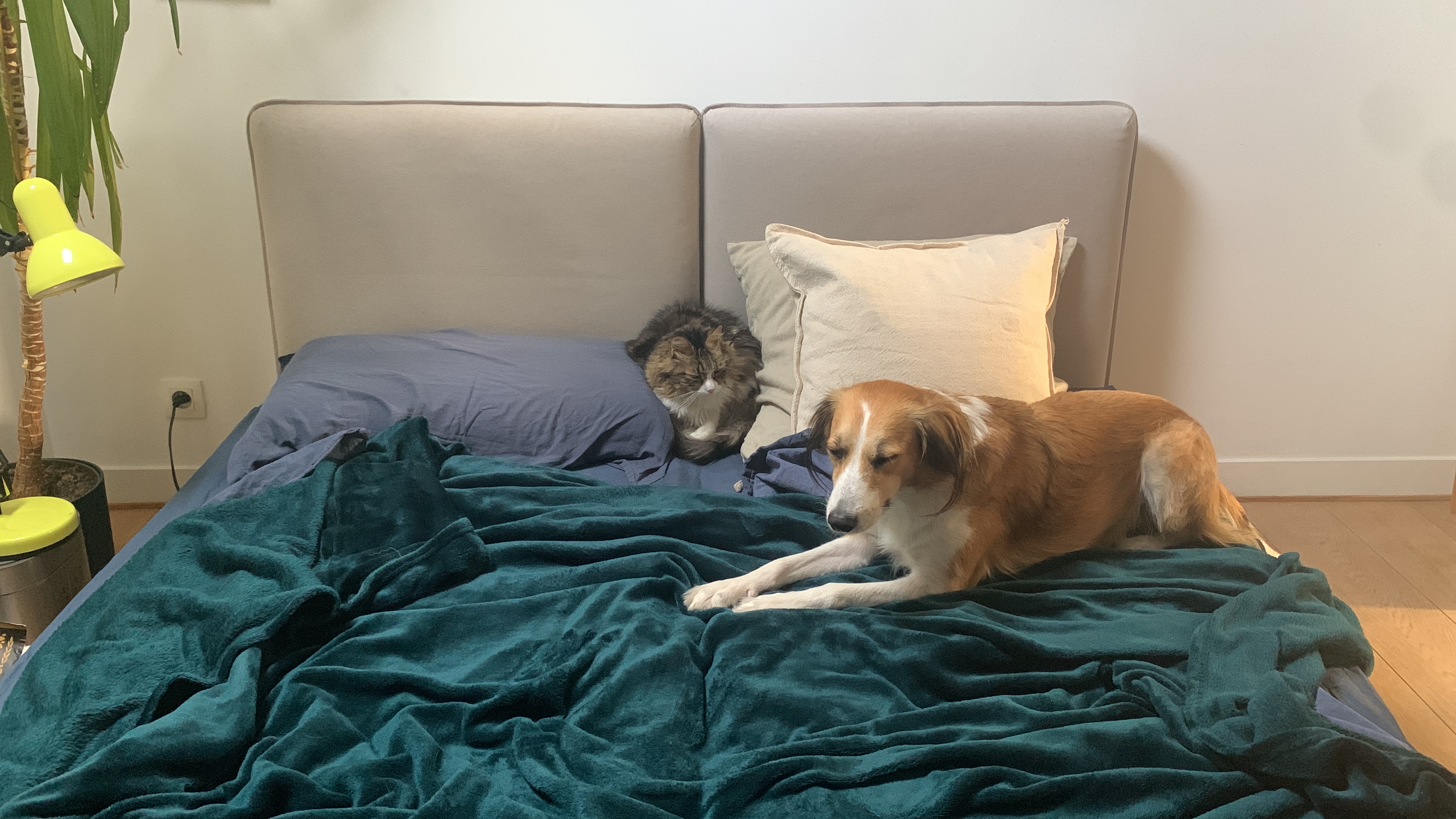 image-12