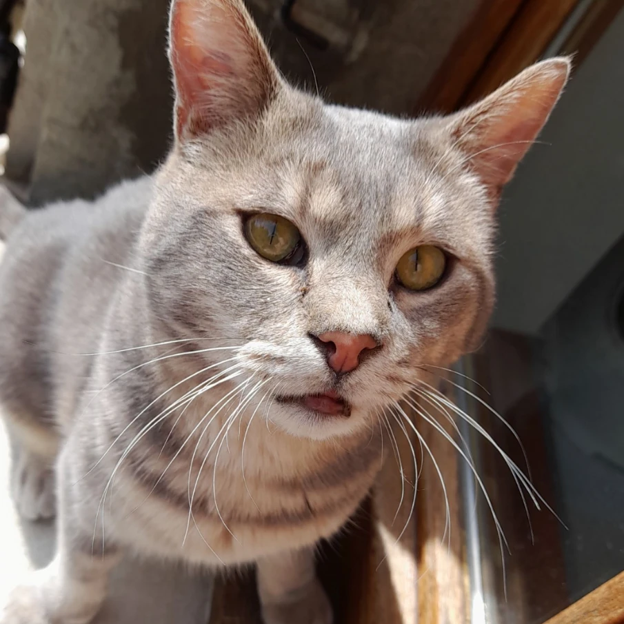 Neko