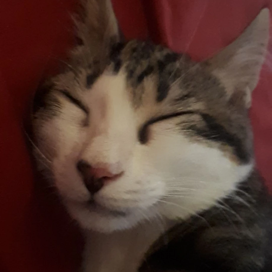 Taïga