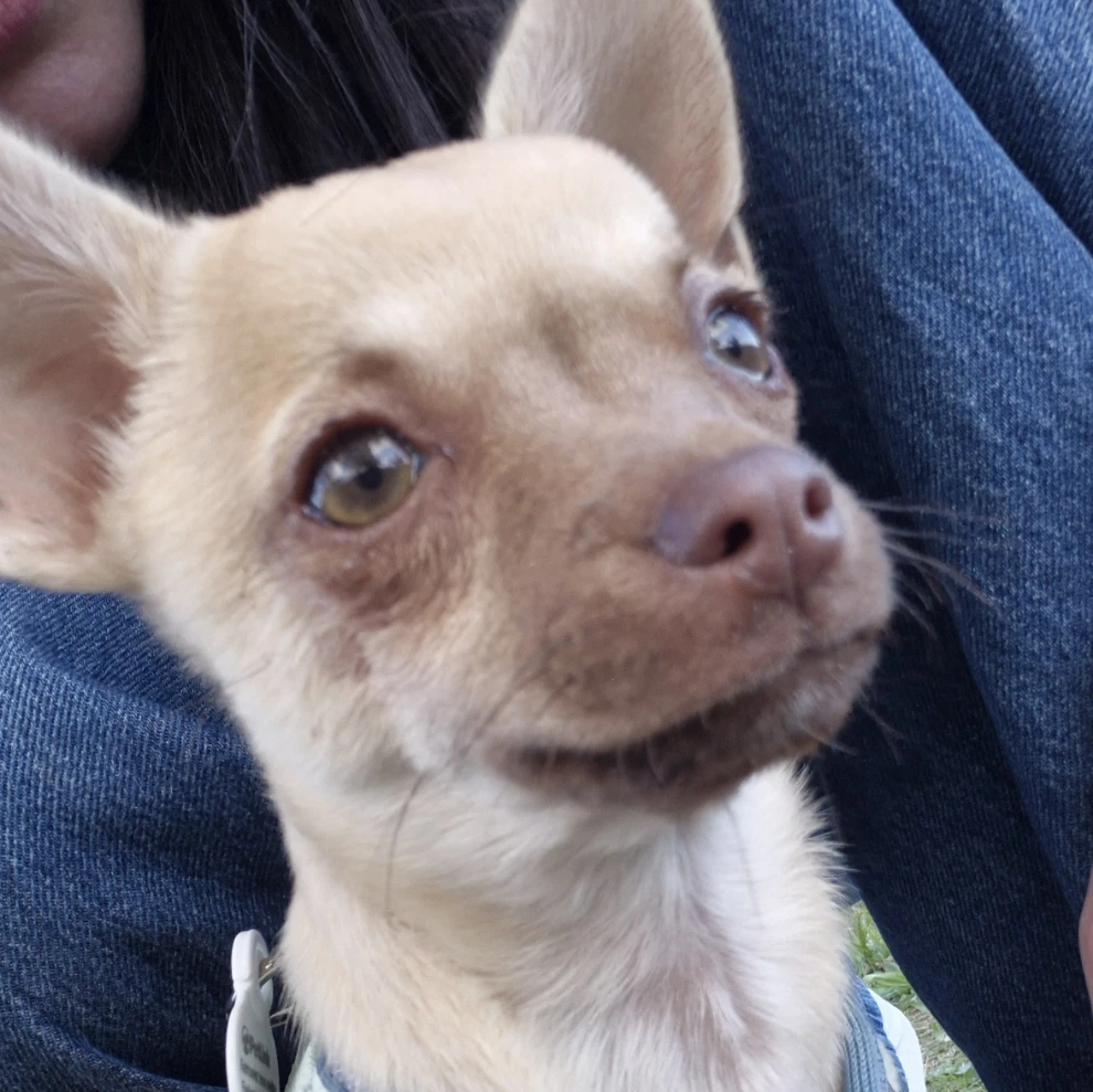 Arko