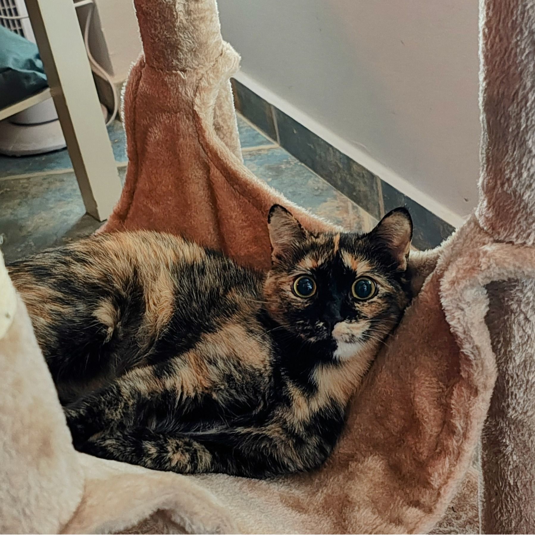 Zelda