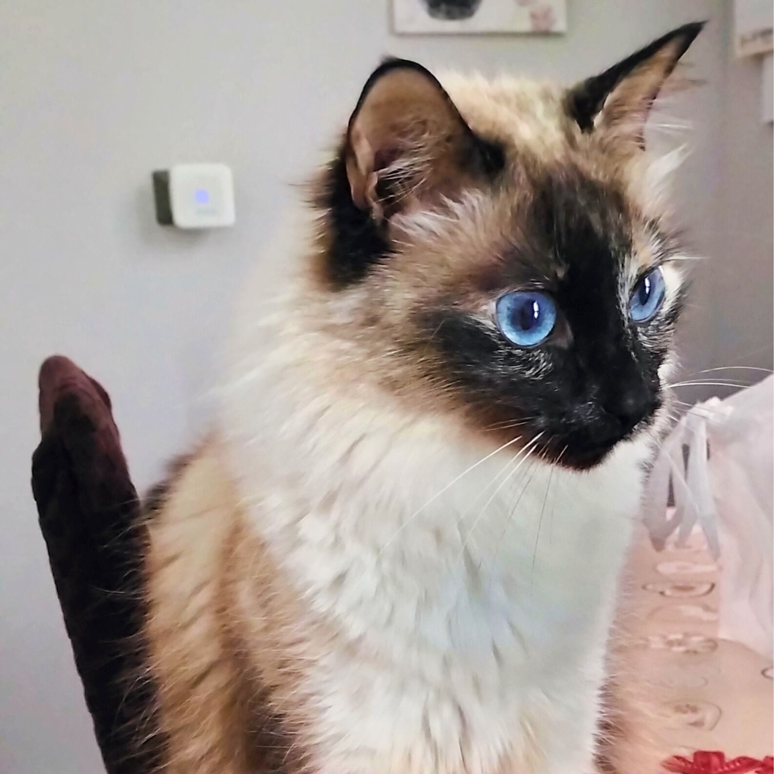 Lulù