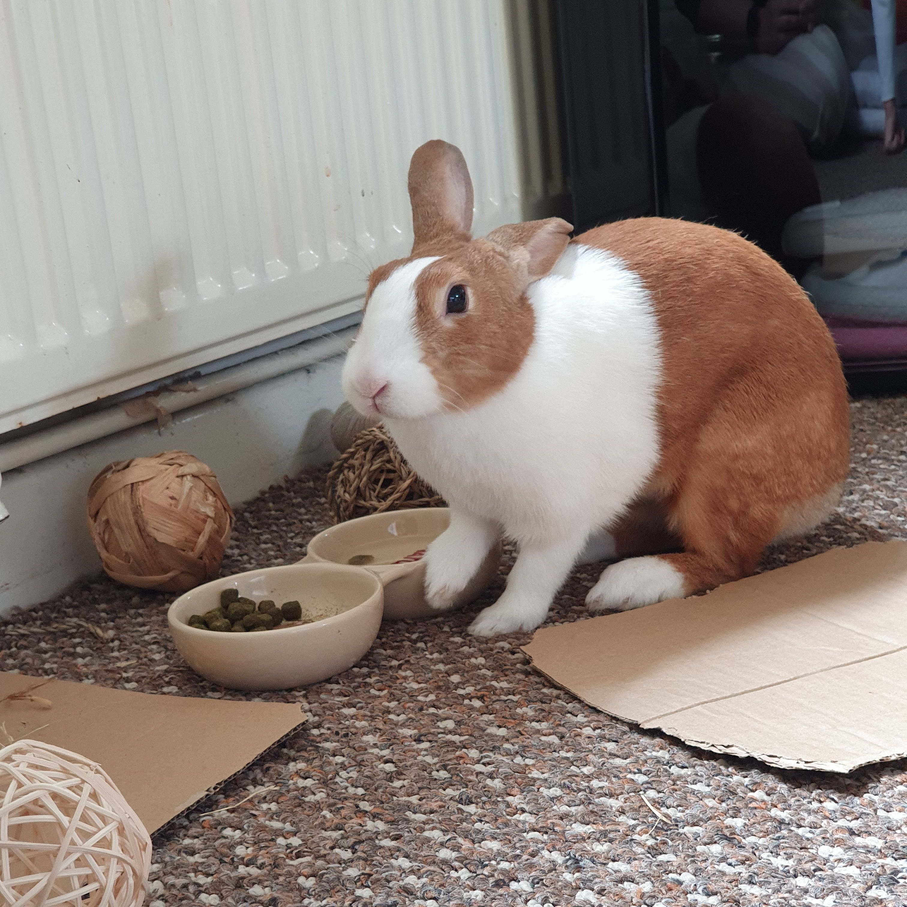 cookie
