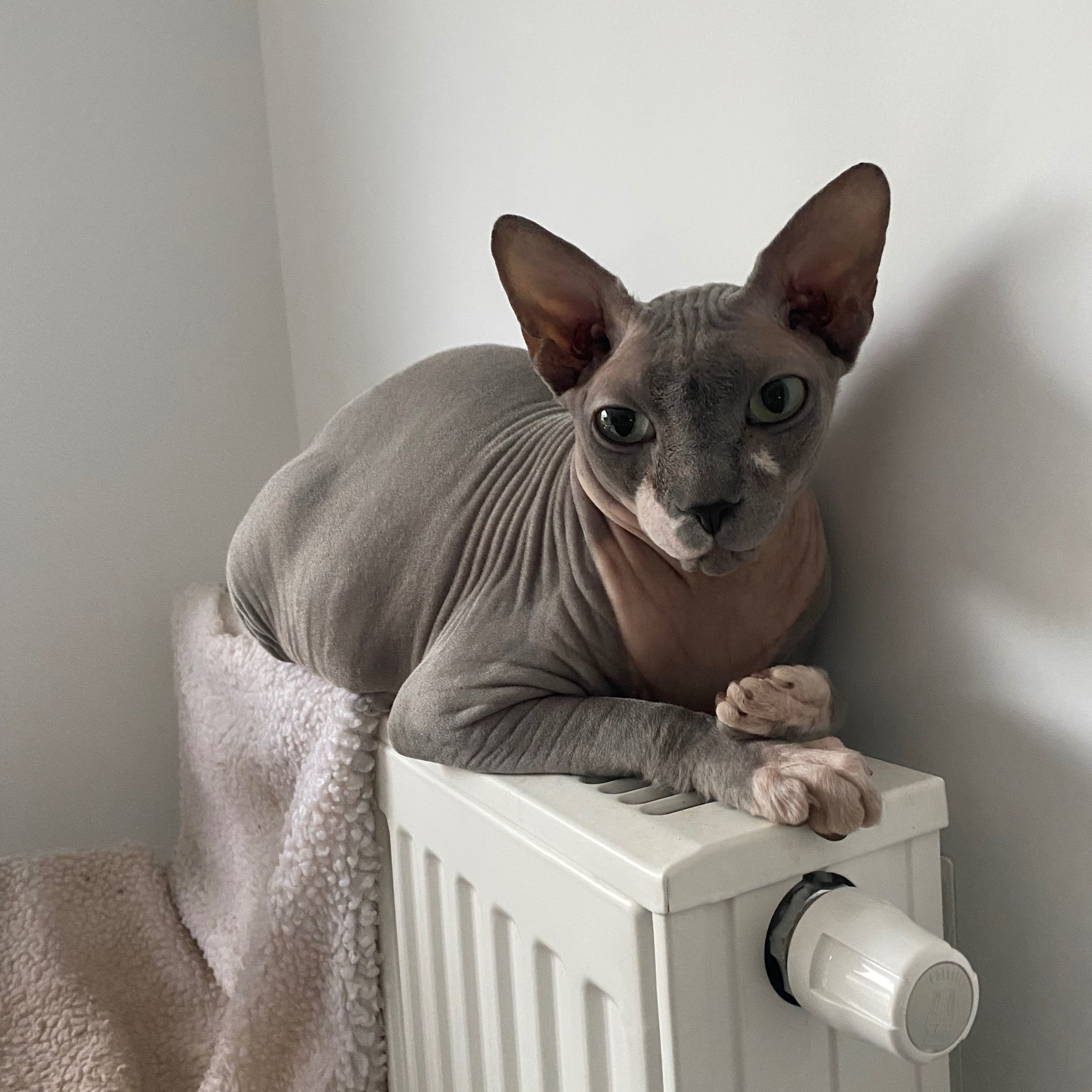 Prince