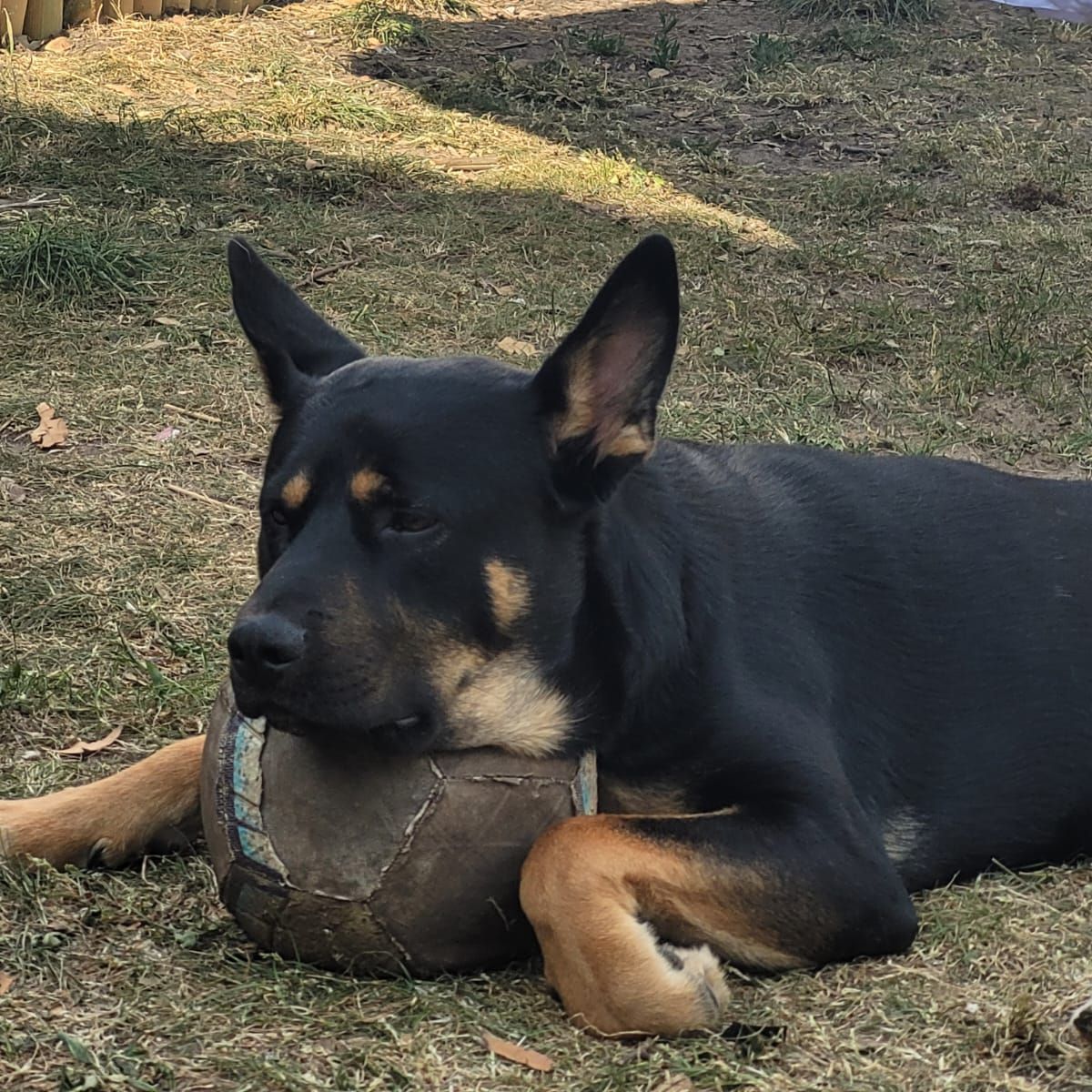 Bruce