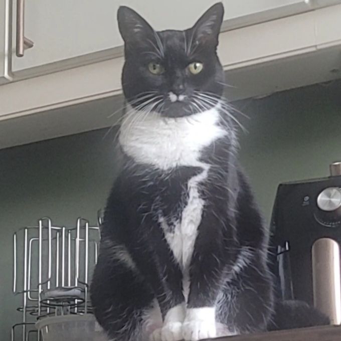 Pheobe