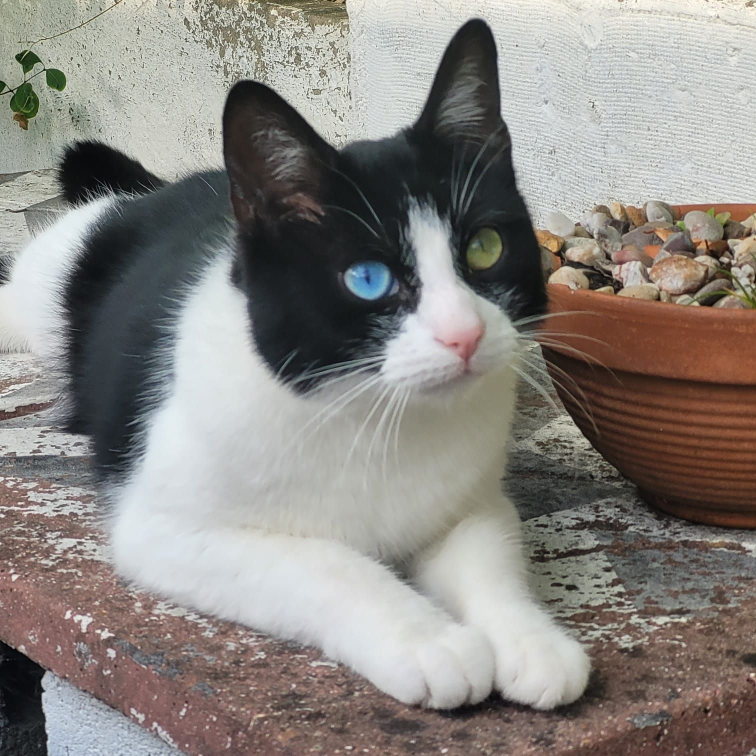 Ziggy