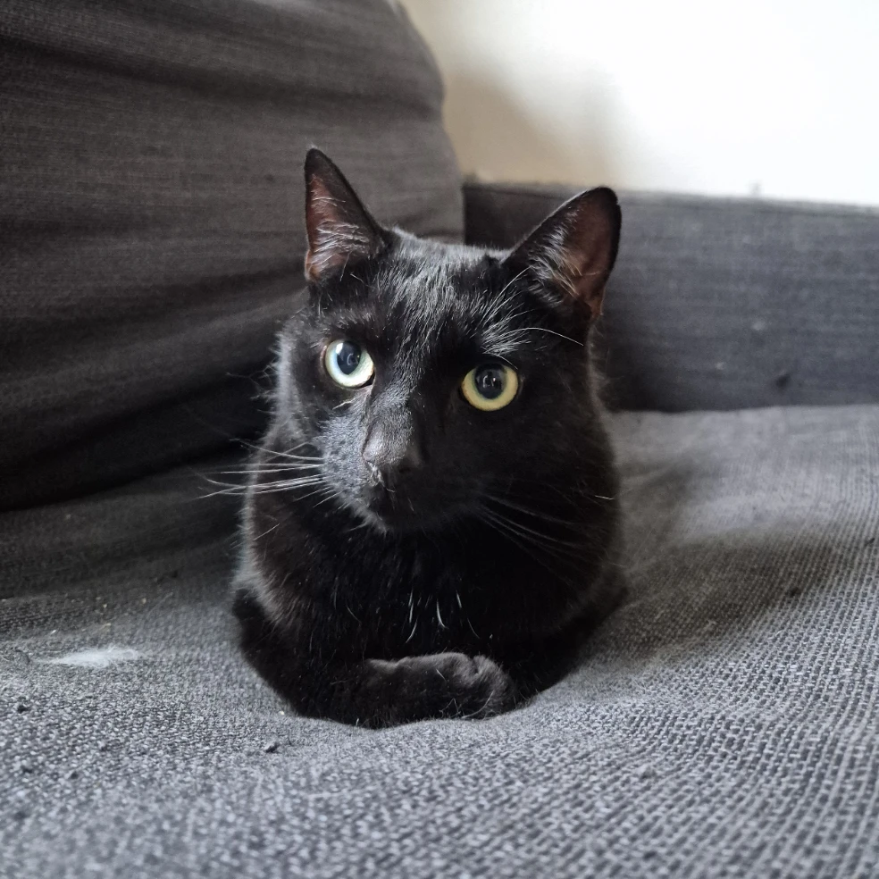 Mocha 