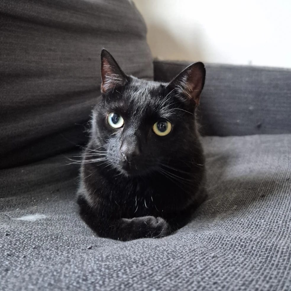 Mocha