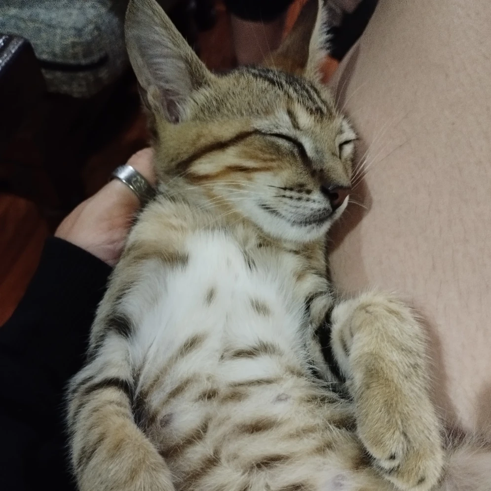 Elvis