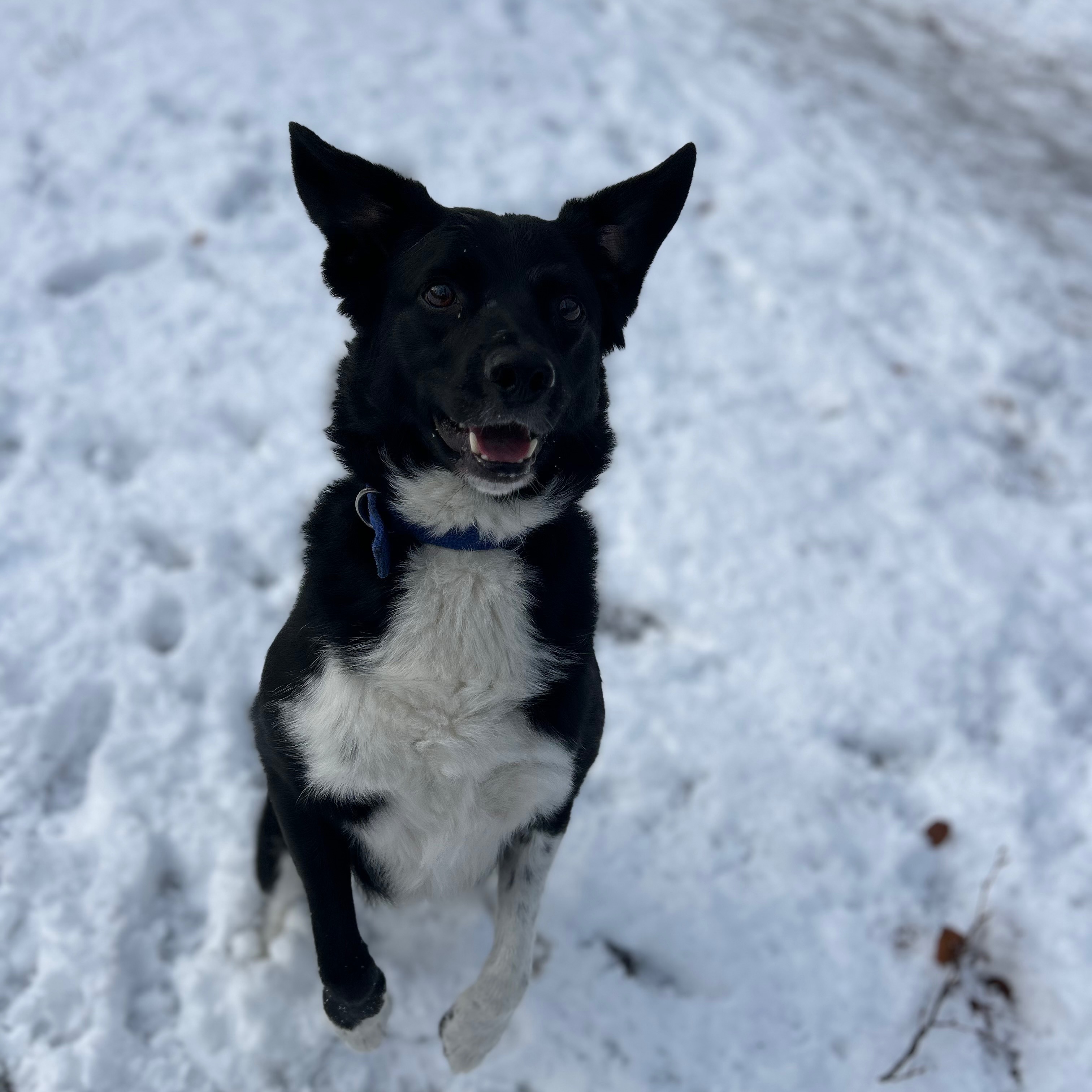 Dash