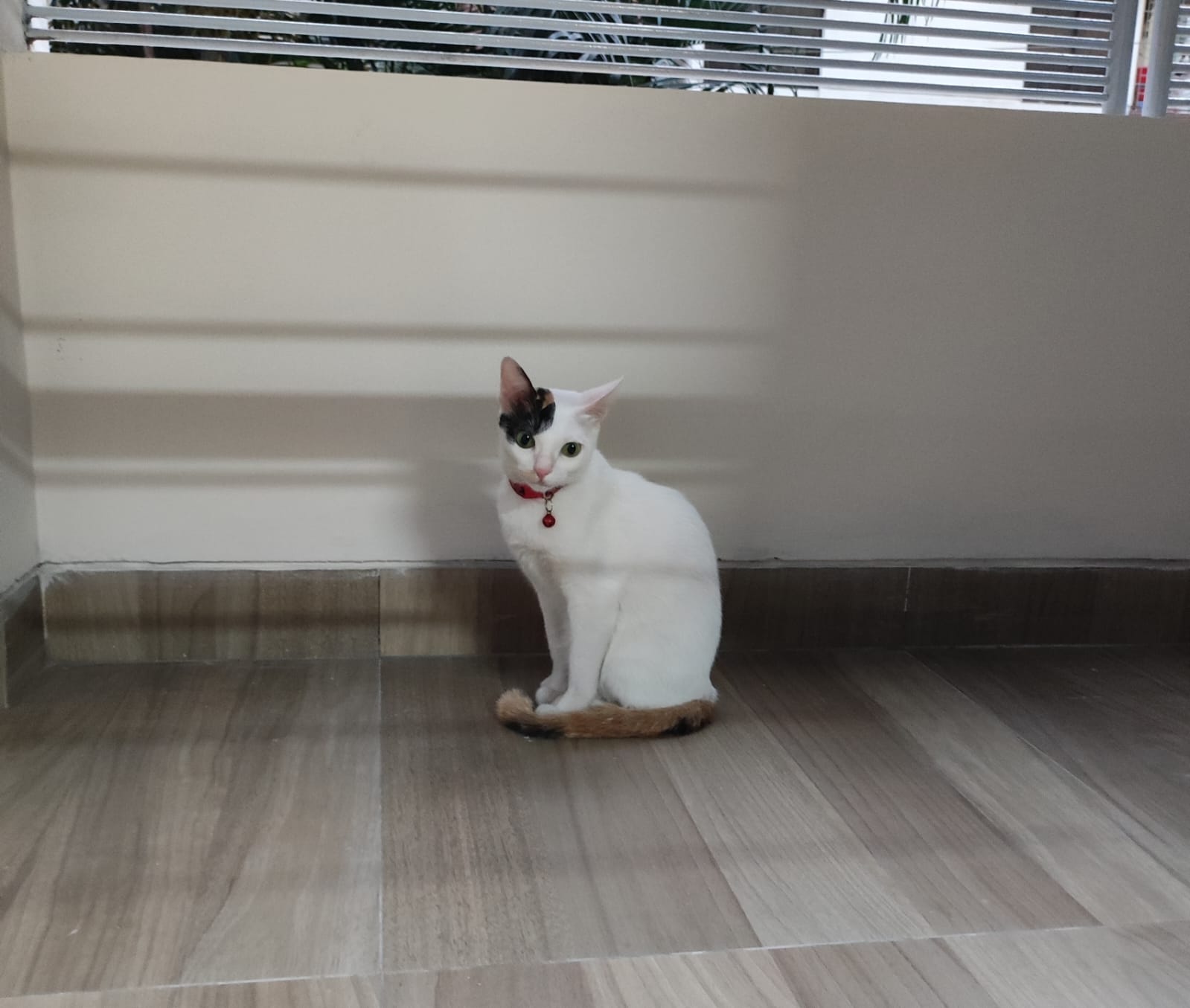 image-11