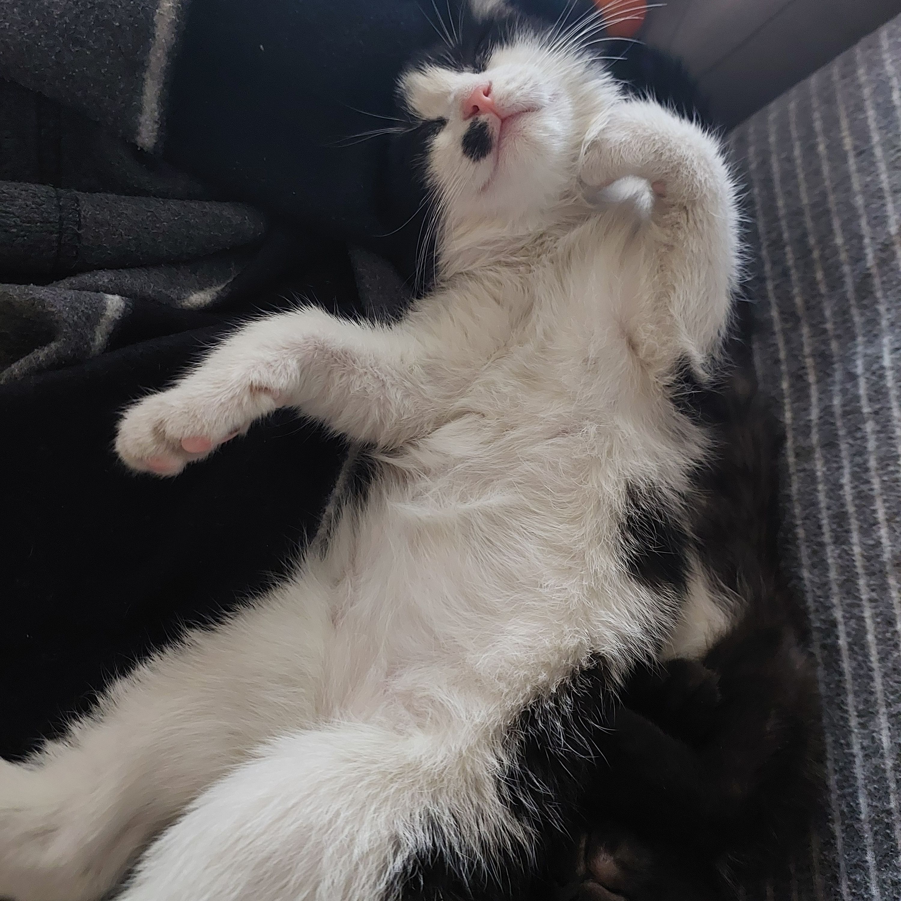 luna