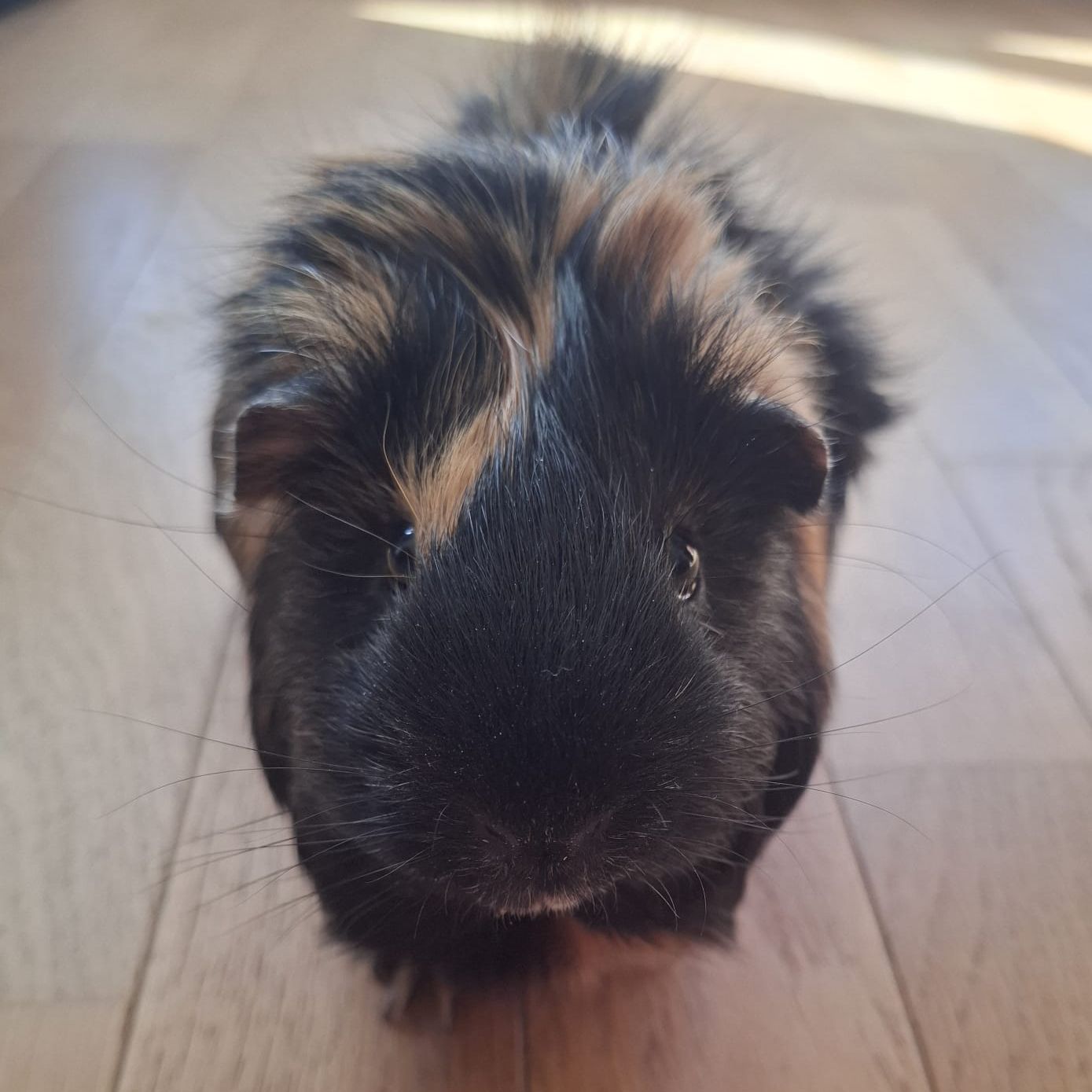 Fred
