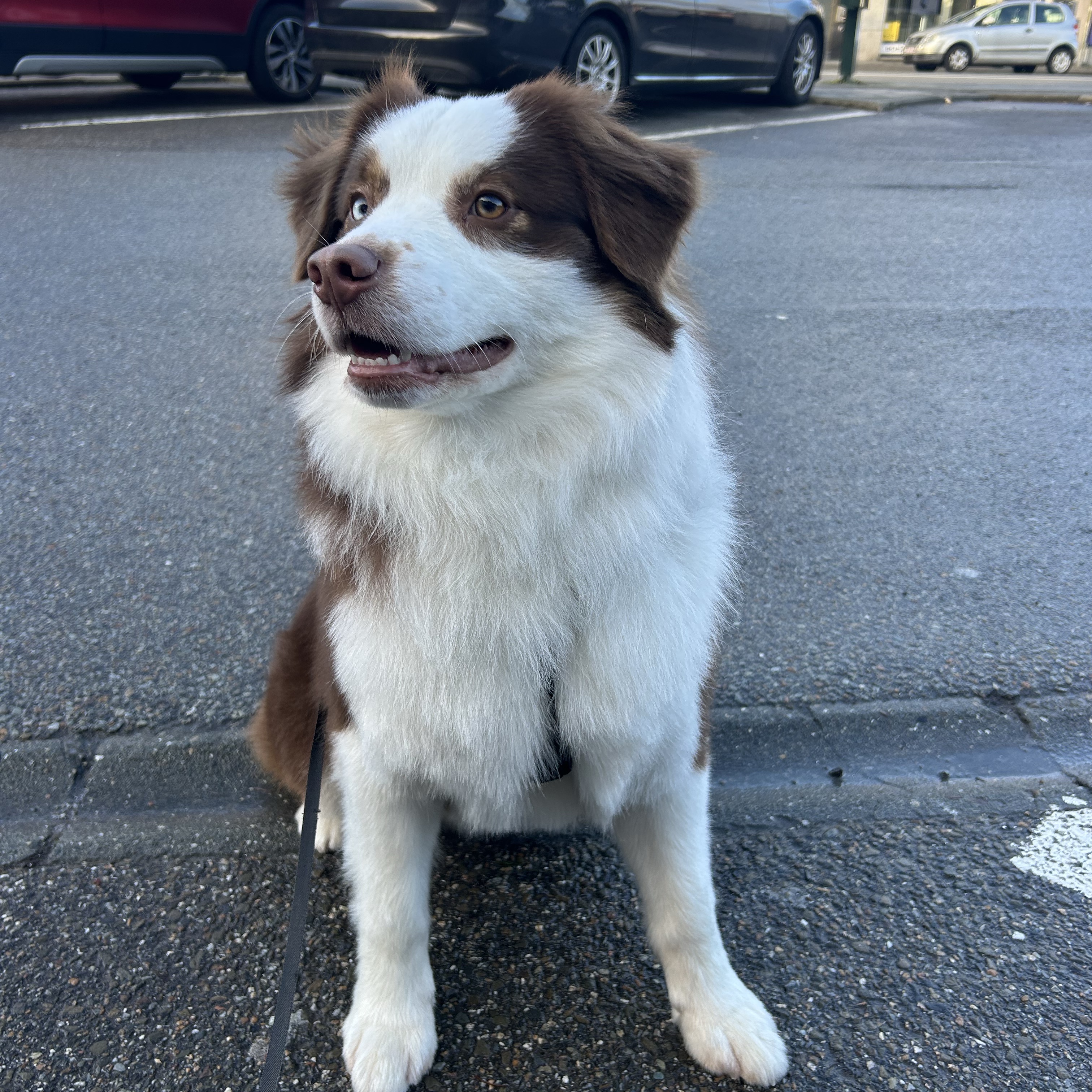 Gaston