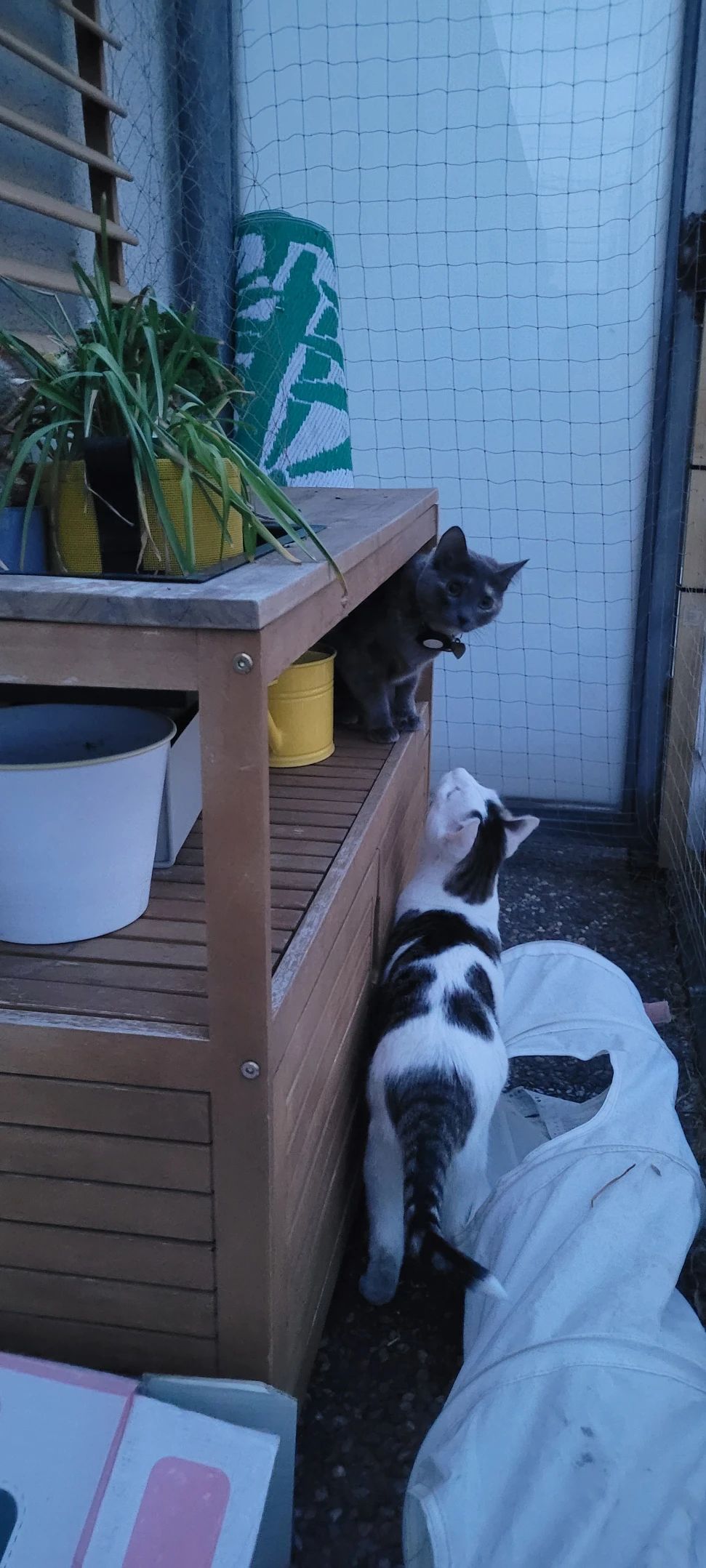 image-37