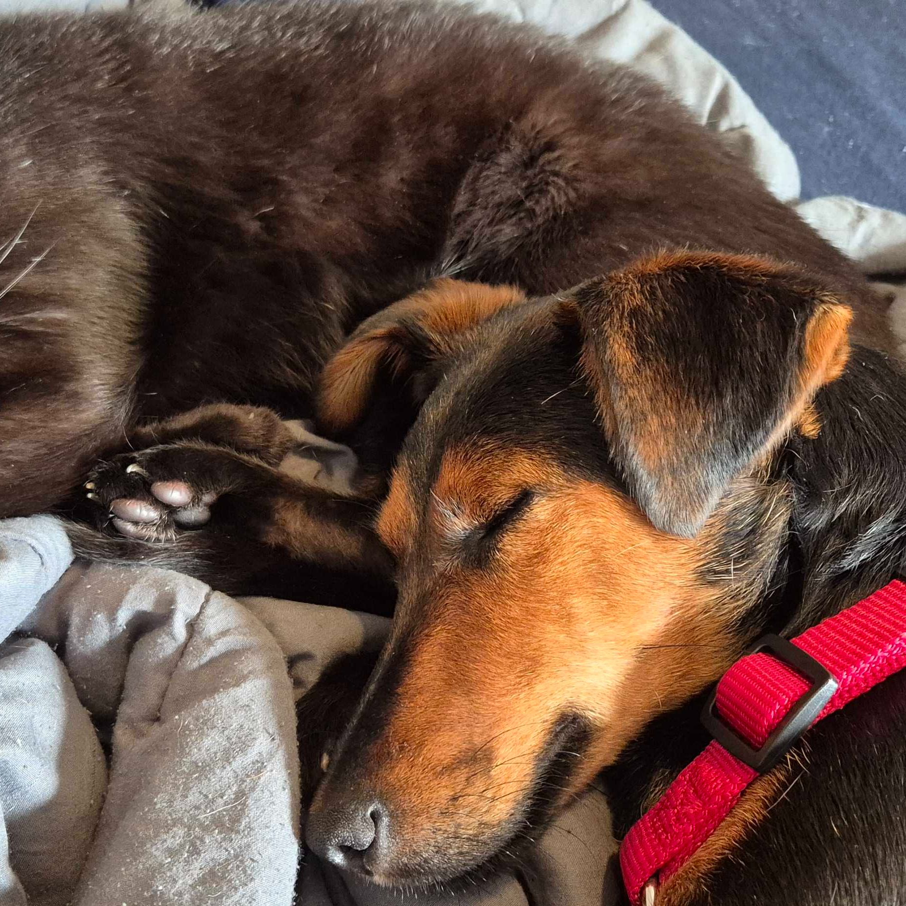 Suki