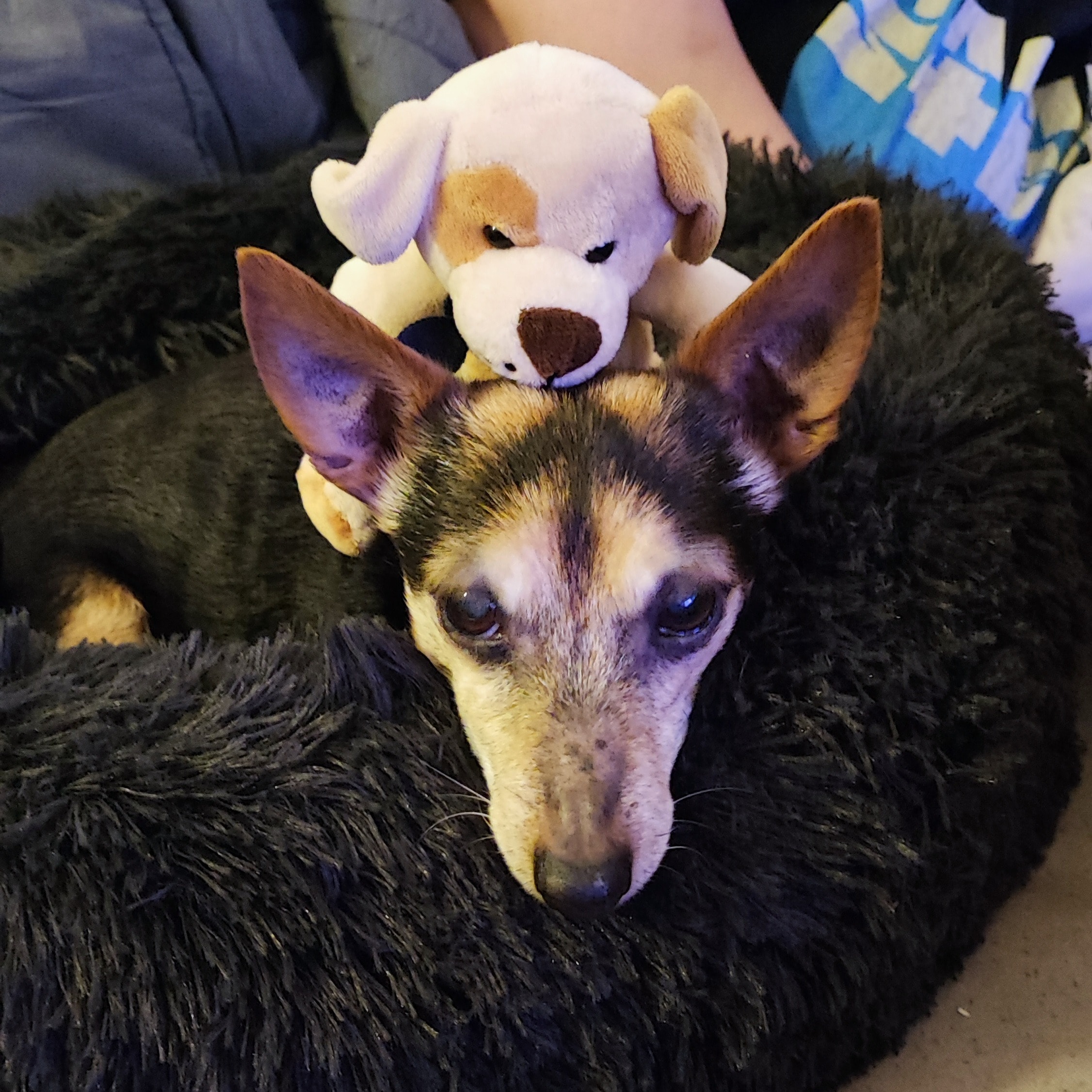 Dobby