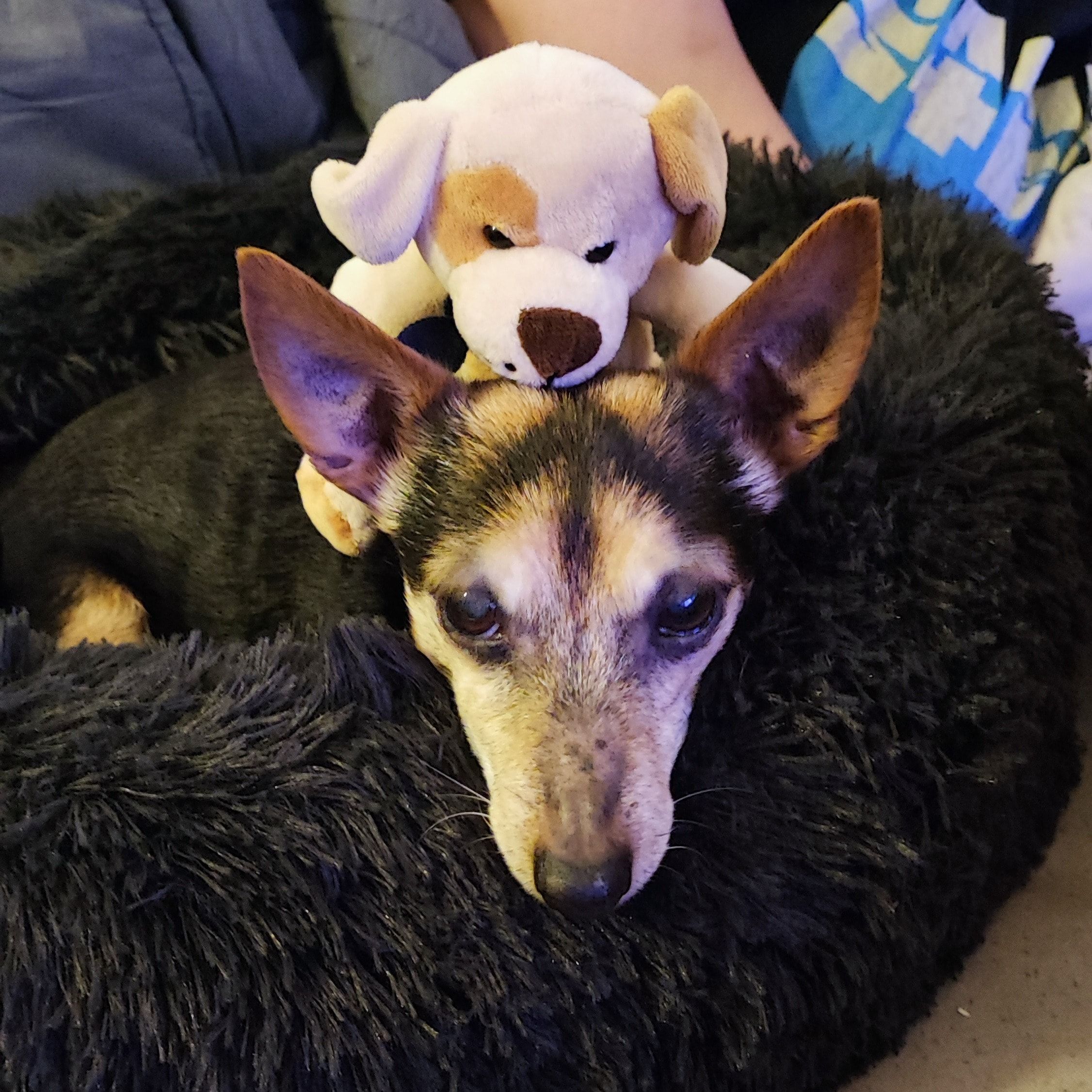 Dobby