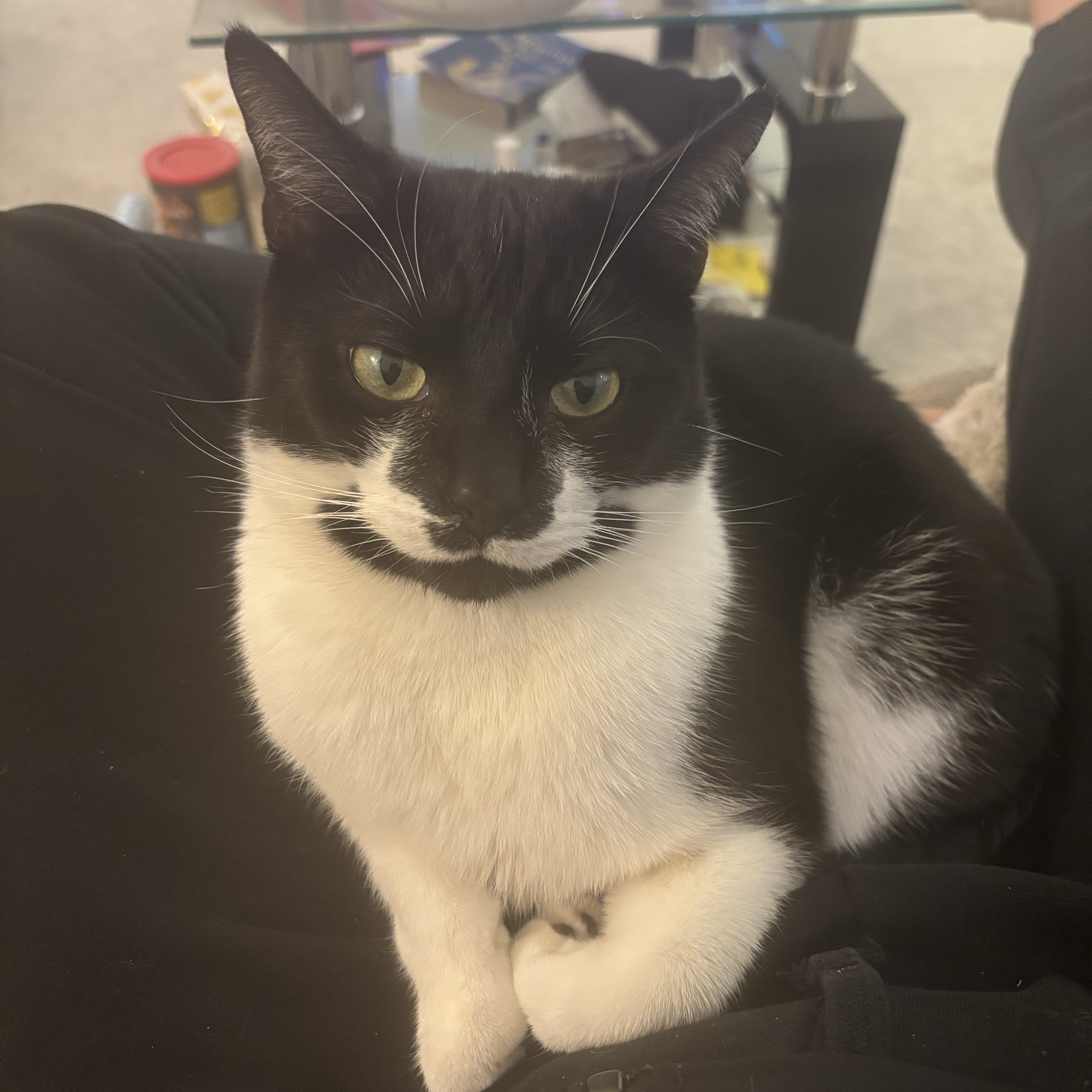 Kevin 