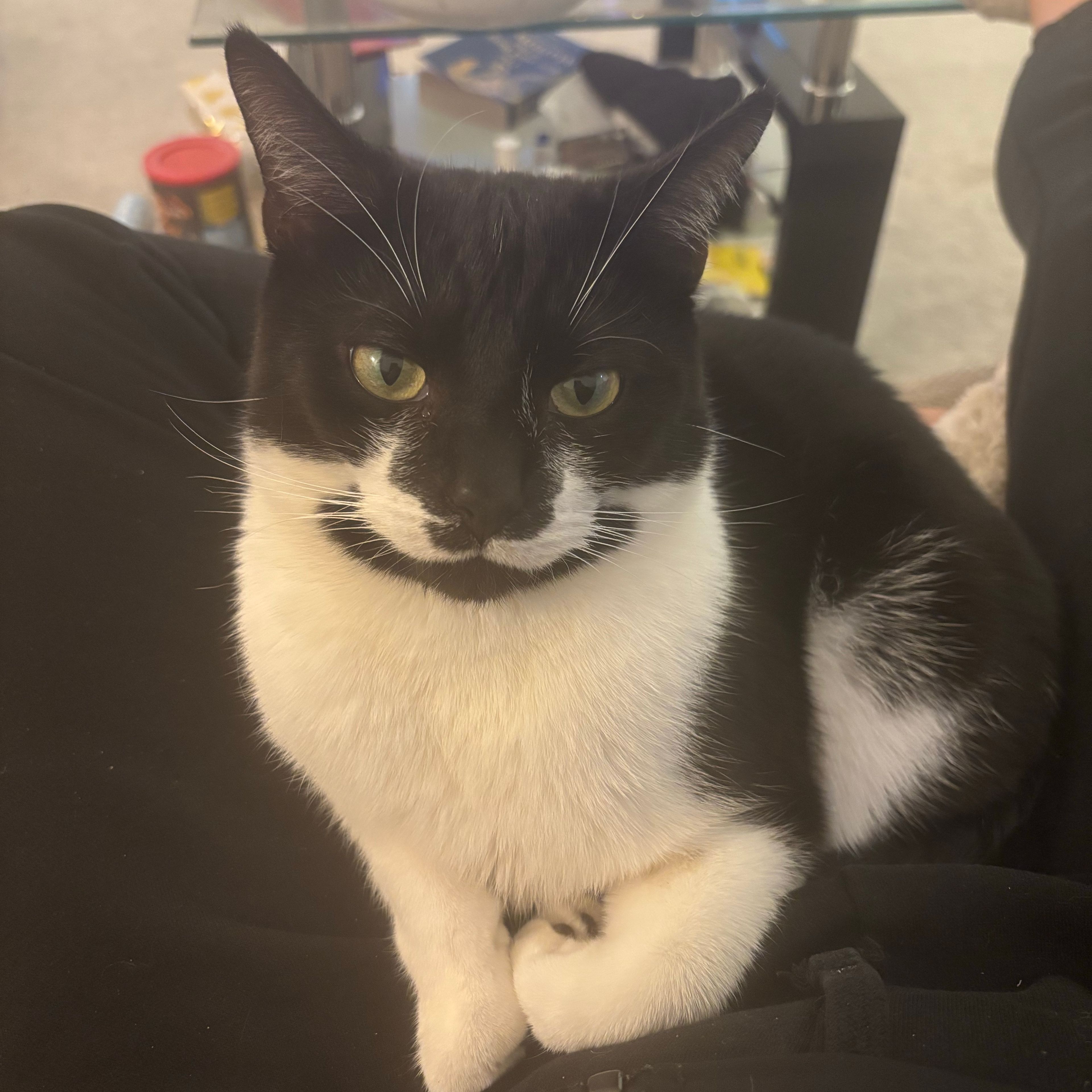 Kevin