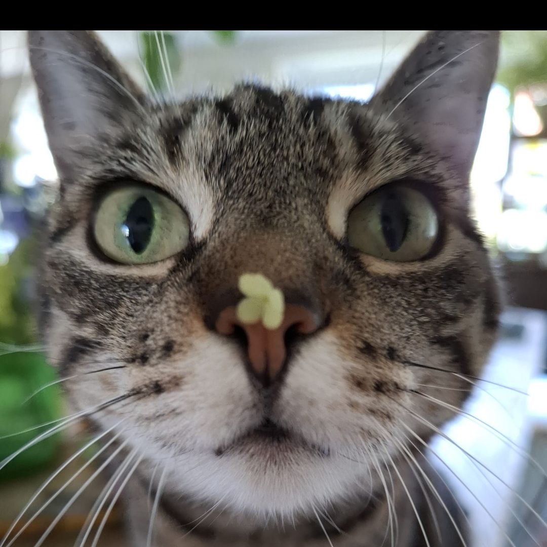 Cookie