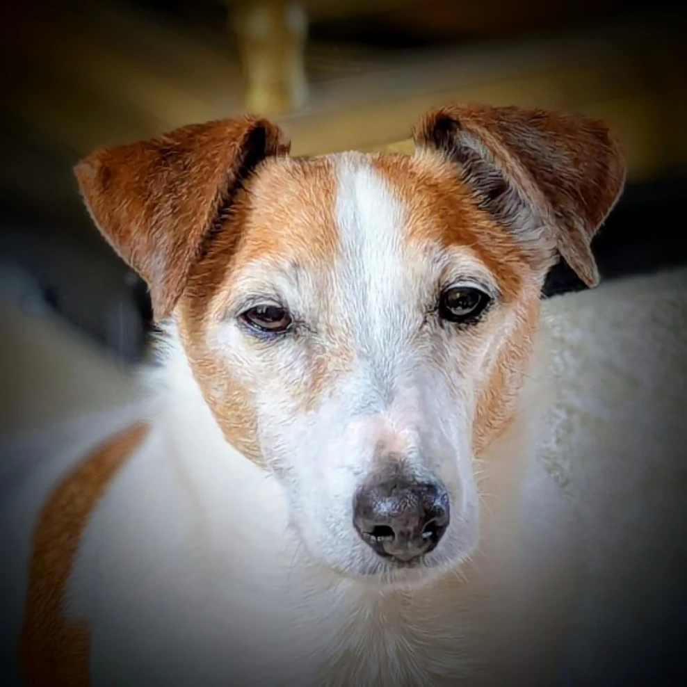 Archie
