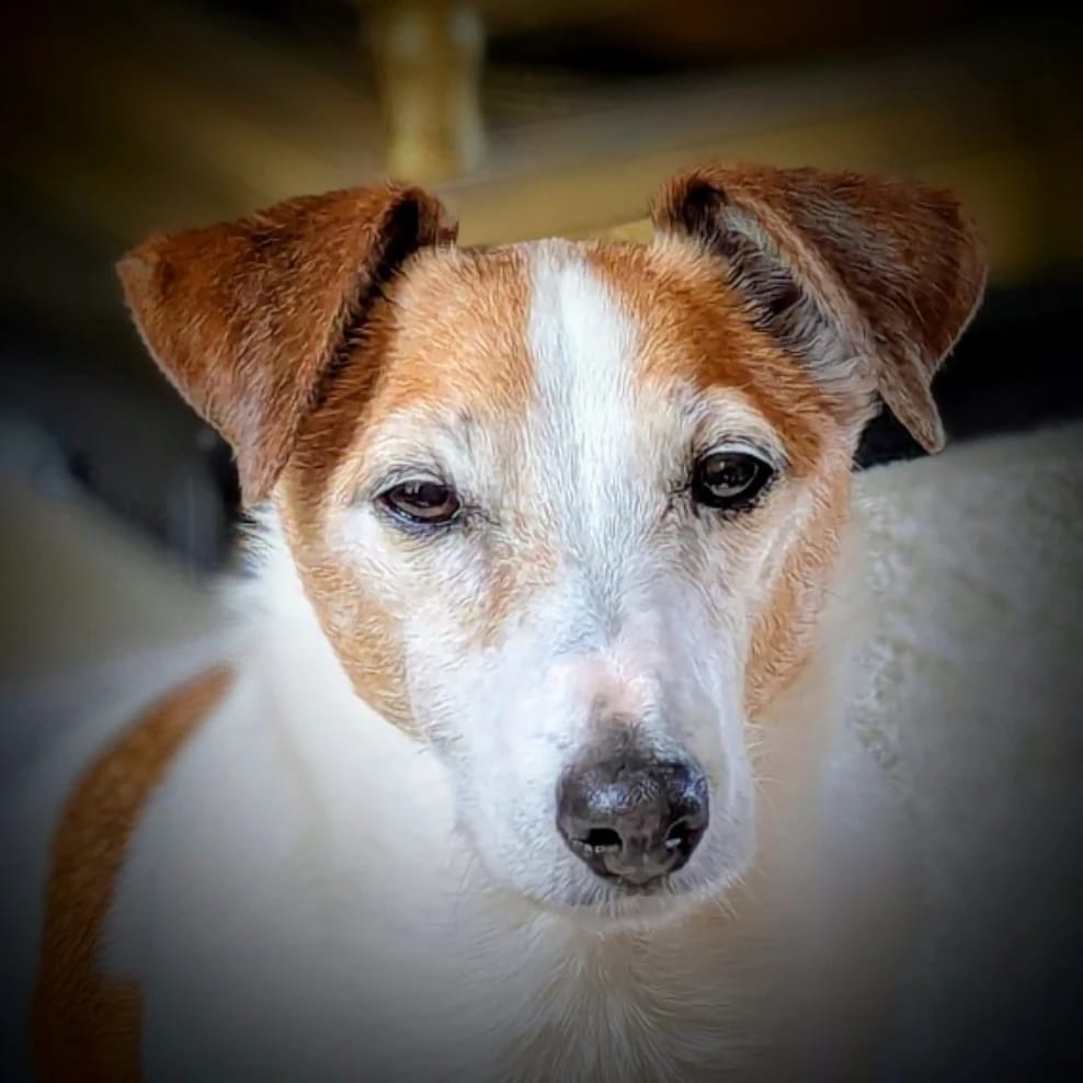 Archie